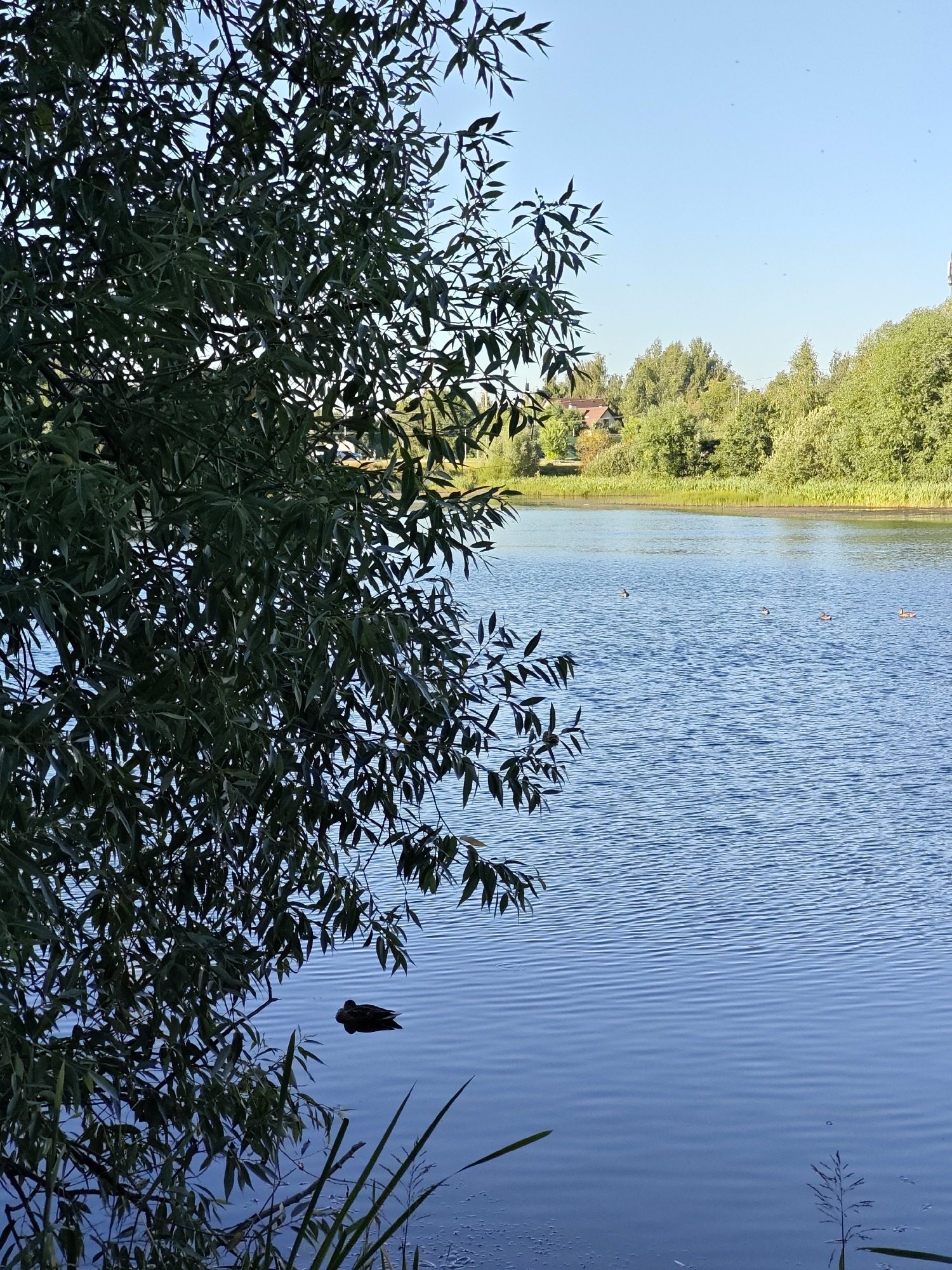 The image shows a scenic view of a calm lake in Shcherbinka, Russia, under a clear blue sky. In the foreground, lush green foliage from a tree partially obscures the view of the water. Several ducks are visible swimming on the lake, and reeds grow along the shoreline. In the background, a dense line of trees forms the opposite bank, with a glimpse of buildings and a white tower amidst the greenery. The sunlight casts a gentle ripple effect on the water's surface.