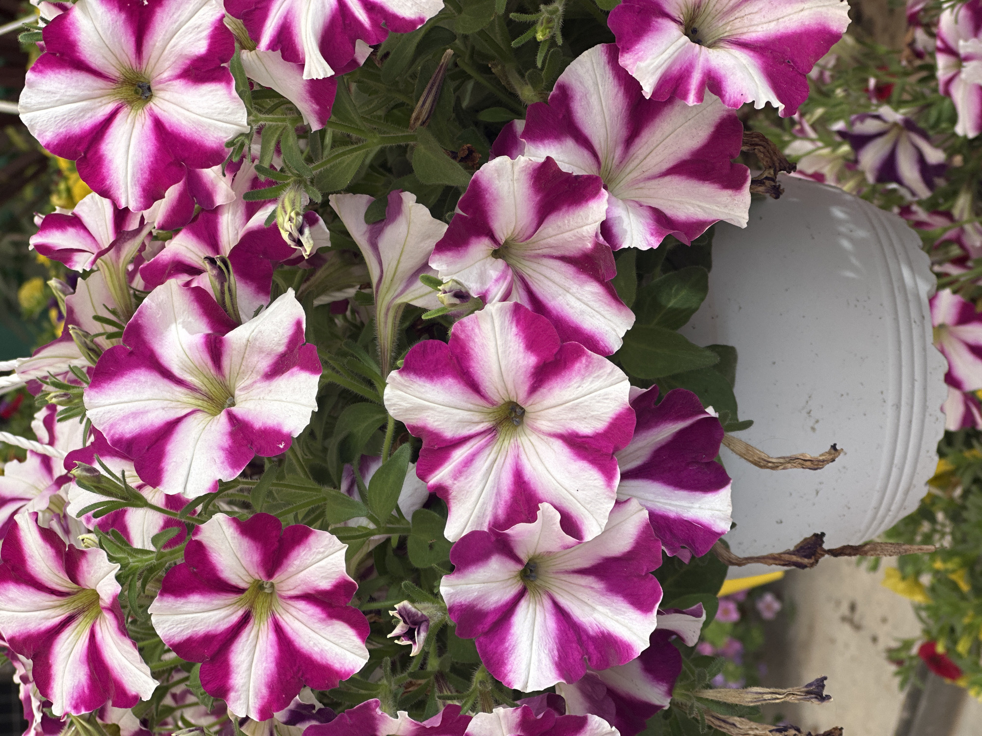 A close-up shows a vibrant display of petunia flowers in shades of magenta and white, arranged in a white pot. The petals exhibit a striped pattern, with magenta radiating from the center and blending into white towards the edges. Green foliage surrounds the flowers. The flower pot is cracked. The picture was taken in Petah Tikva, Israel.