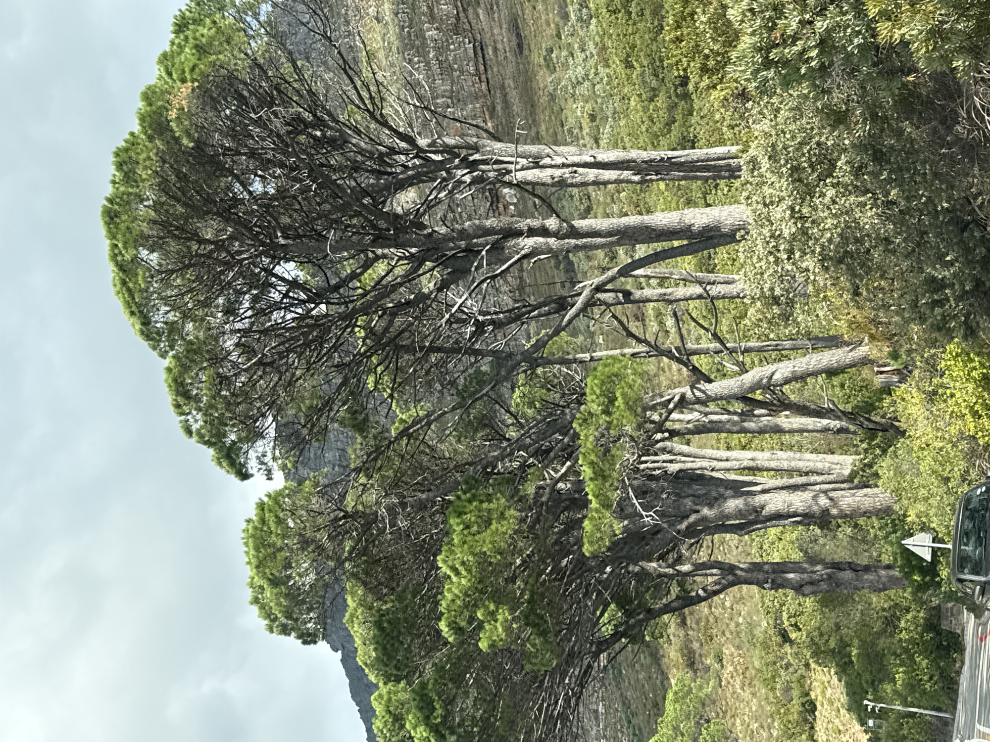 The image shows a row of tall trees with dense green foliage on top, leading down to bare branches and thick trunks. Behind the trees, a rocky mountain face is visible, with sparse vegetation covering its slopes. The sky is overcast, suggesting a cloudy day. The setting appears to be a natural environment, likely a mountainous area with a mix of trees and rocky terrain. It is set in Cape Town, South Africa. The presence of a road and vehicle on the right edge indicates that the location is accessible and potentially a scenic viewpoint. The trees seem to be growing in close proximity to each other.