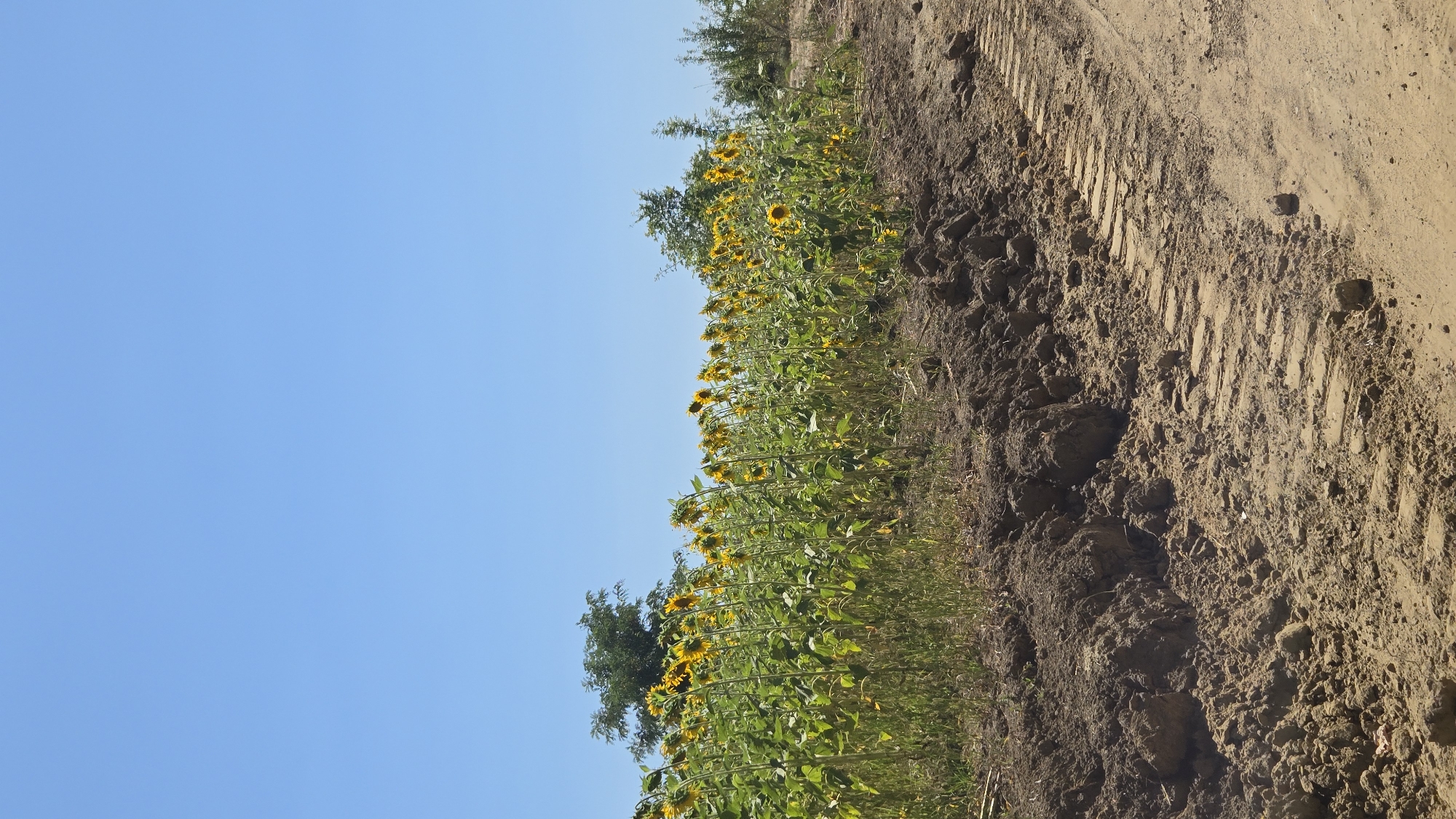 A field of sunflowers stretches across the landscape under a clear blue sky in Bălănești, Moldova. The sunflowers, with their bright yellow petals and green stalks, are arranged in neat rows, creating a vibrant tapestry of color. In the foreground, a dirt path with visible tire tracks suggests recent activity, perhaps from agricultural machinery. The path is bordered by mounds of loose soil, indicating some form of ground preparation or landscaping. Trees can be seen in the distance, adding to the rural charm of the scene. The overall impression is one of natural beauty and agricultural productivity.