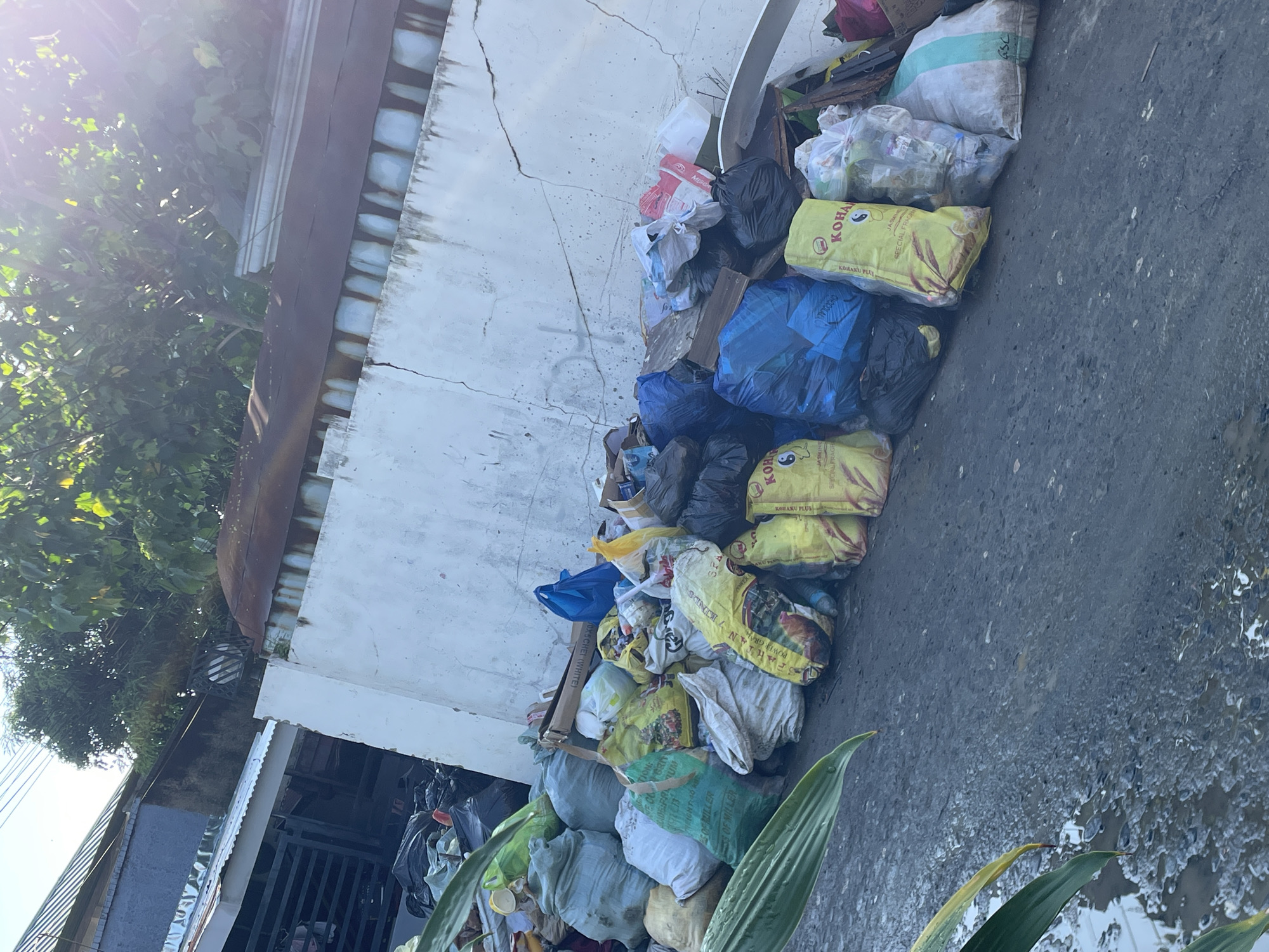 This image depicts an outdoor scene in what appears to be an urban or semi-urban environment, likely a street or alleyway. The dominant feature is a large accumulation of bags, presumably containing garbage or recyclables, piled along a white, cracked wall. The bags vary in color, including yellow, blue, white, green, and black, with some appearing to be plastic sacks filled with assorted refuse like plastic bottles.
The scene is brightly lit by the sun, with a visible lens flare on the upper left, indicating it is daytime, possibly morning or late afternoon. The ground is a dark, paved surface, likely asphalt or concrete, featuring puddles and reflections of light, suggesting either recent rainfall or standing water.
Several pieces of text are visible on the bags, offering clues about their contents or origin. Notable inscriptions include "KOHAKU" and "JASMINE SPECIAL FRAGRANCE" on yellow bags, which are often used for rice in the region. Other visible text includes "KOHAKU PL4Y," "CHOCOLALA" on a blue bag, "OXS CHEI (WHITE)" on a cardboard box, and "OF MILLER" on a green bag.
To the left of the image, lush green trees and foliage are visible, adding a touch of nature to the otherwise industrial or residential setting. Further along the street, a metal fence or gate can be glimpsed. No people are present in the image. Given the context, the location is Davao City, Philippines. The overall impression is of discarded items awaiting collection or sorting in a sunny, possibly recently wet, environment.