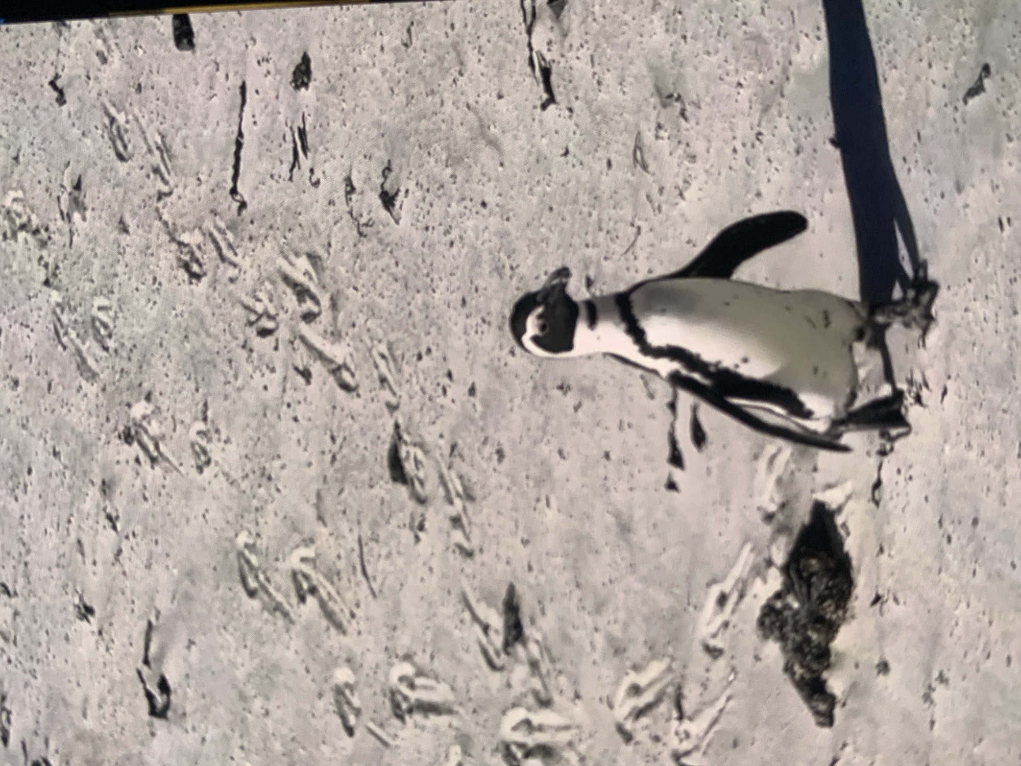 The image depicts a solitary penguin standing on a sandy beach. The penguin is black and white with distinct markings on its chest and face. It is facing towards the right of the frame, with its left flipper extended slightly. The beach is covered in fine sand and has numerous footprints, suggesting recent activity. In the background, the sand appears textured and slightly uneven. To the left of the penguin, there is a small dark clump of what appears to be debris or nesting material. The lighting suggests it is daytime. The image does not provide any information or context related to the city of Stavropol, Russia.