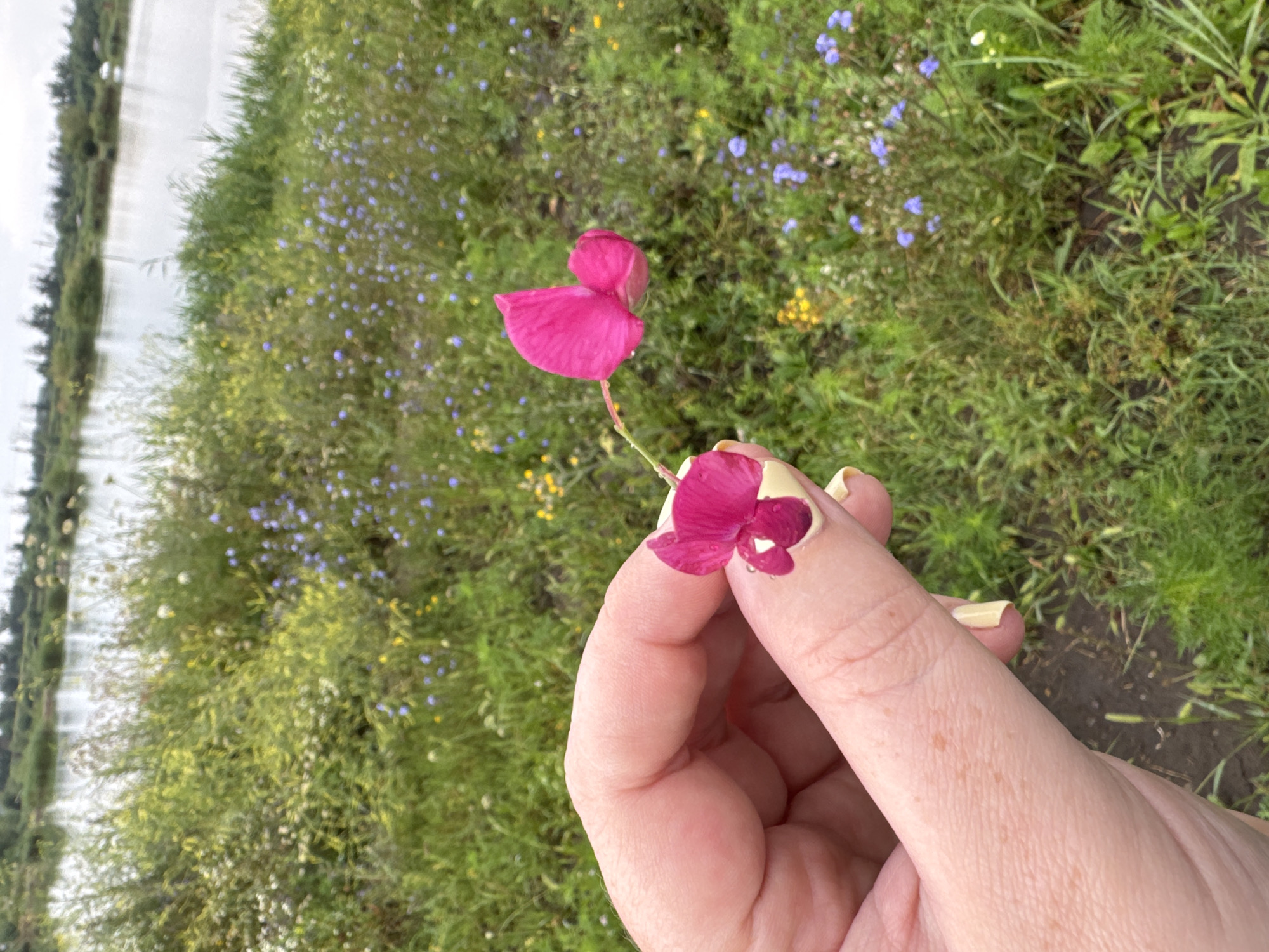 A hand with light skin, light yellow nail polish, and freckles is holding two small, bright pink flowers. The hand is in the foreground, obscuring the lower left of the image. In the background, a body of water, likely a lake or river, is visible, with trees lining the far bank. The area between the hand and the water is a field of green grass interspersed with various small wildflowers, including blue and yellow varieties. The lighting suggests an overcast day. The image does not show anything specific to Kochubeyevskoye, Russia.