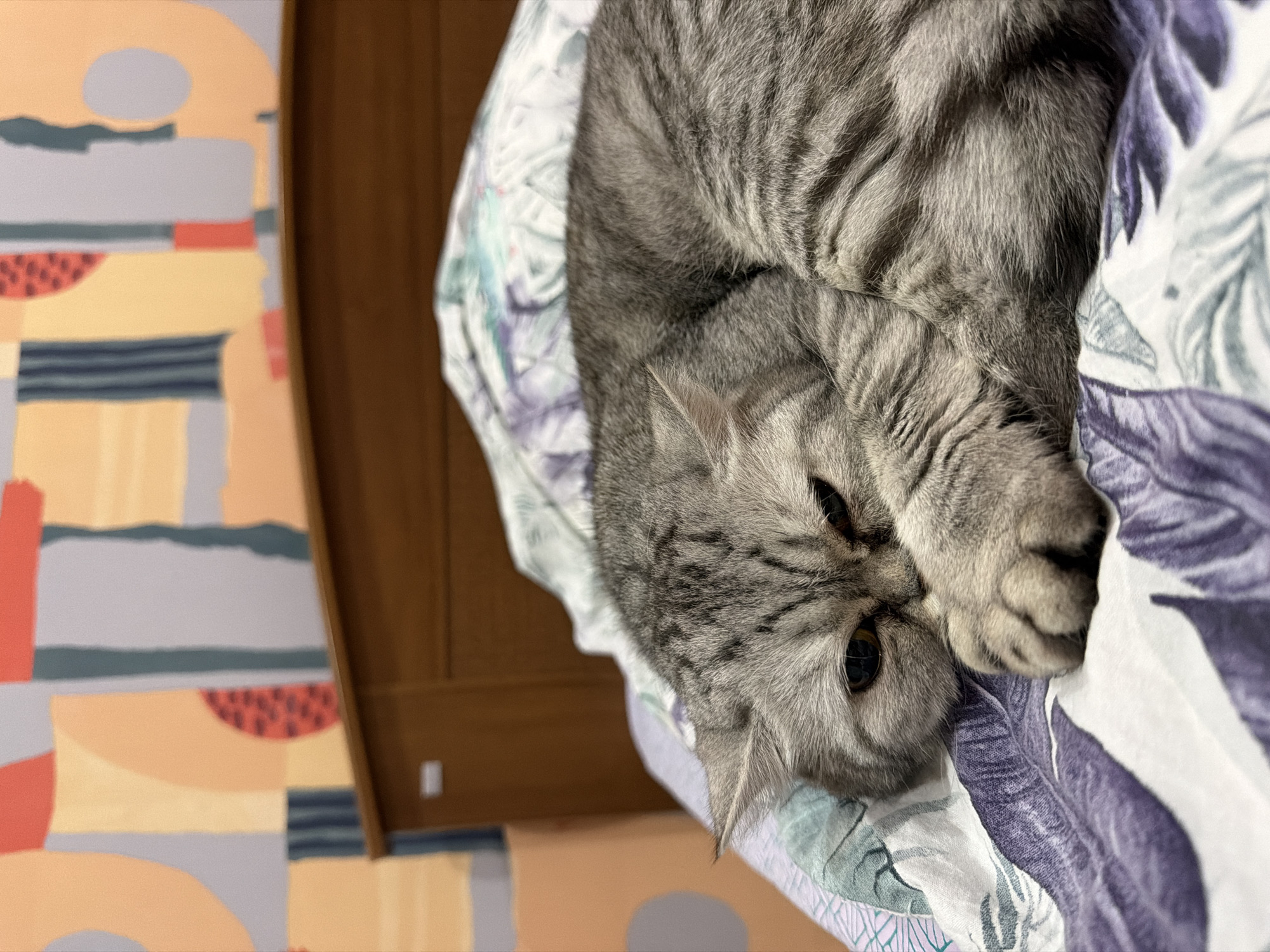 A gray tabby cat is curled up on a bed with a floral-patterned duvet cover. The cat is facing towards the lower left of the frame, with its paws tucked near its face. The background includes a portion of a bed frame and a wall with an abstract, colorful design. The scene is indoors, but the exact location in Chaikovsky, Russia is unknown.