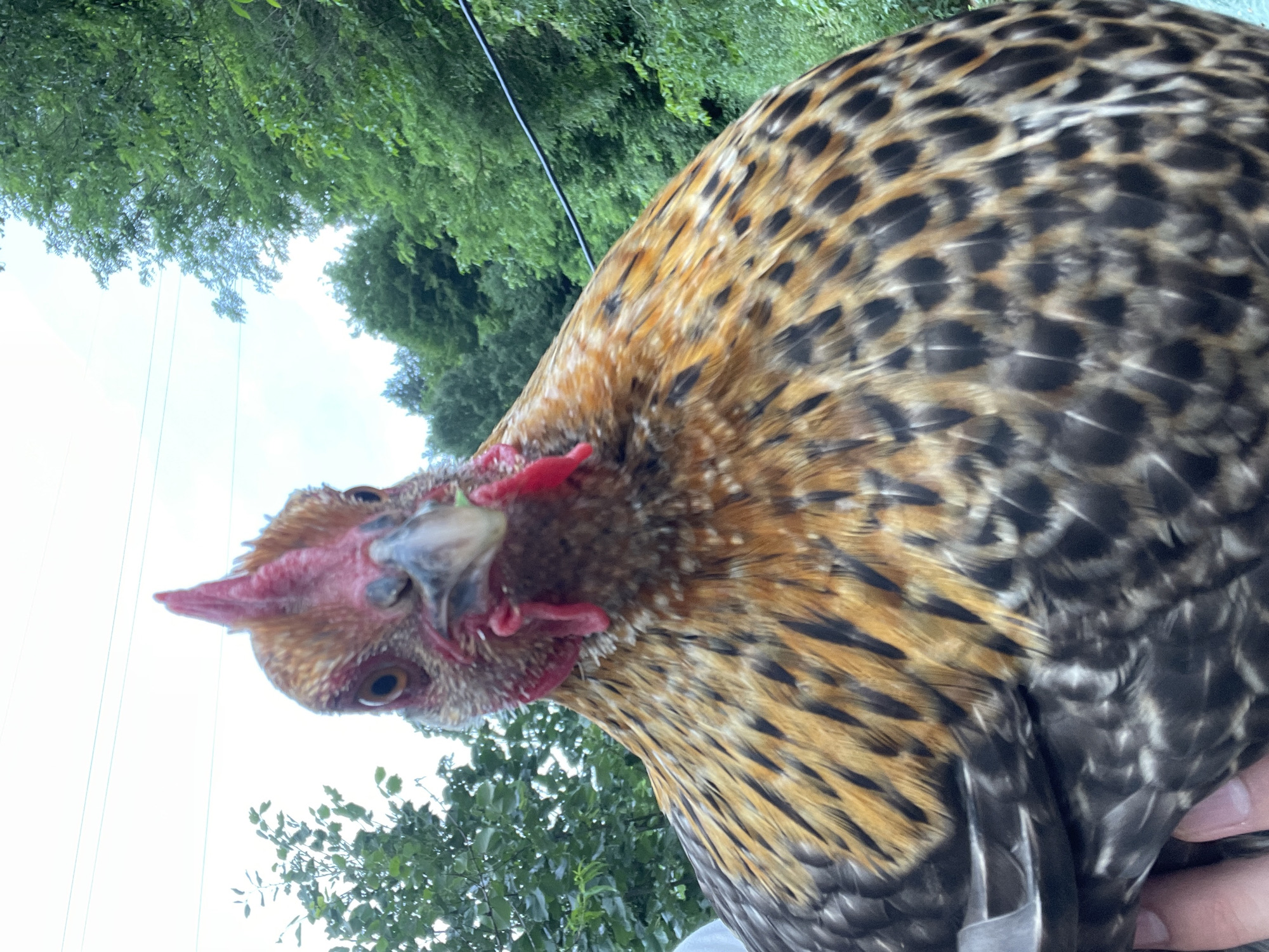 This media file is a close-up, low-angle shot of a chicken being held outdoors. The chicken has a distinctive patterned plumage with warm brown, gold, and black feathers. Its head, showing a red comb and wattle, is angled towards the camera, giving it a curious or perhaps startled expression. The background is a blurred mix of green foliage from trees and a bright, overcast sky, suggesting it is daytime. There are also some thin, dark lines visible, possibly power lines, which hint at a semi-rural or suburban setting. A portion of a person's hand is visible at the bottom right, holding the chicken. The overall impression is a candid and slightly unconventional portrait of the bird. No text is visible in the image. The location context provided is Zlatograd, Bulgaria.