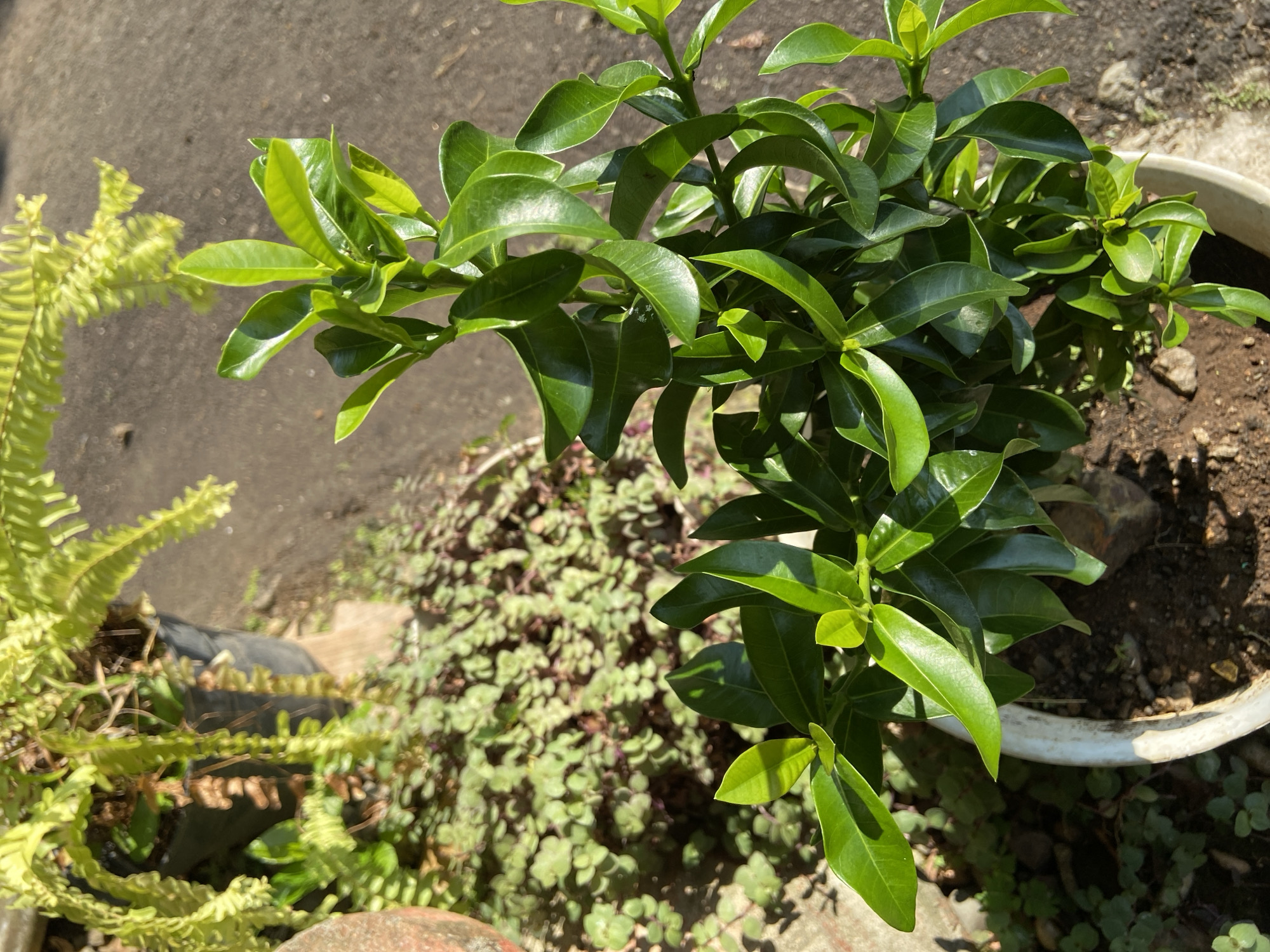 The image shows a close-up view of a healthy green potted plant with glossy leaves, likely an ornamental shrub, situated outdoors. The plant is in the foreground and appears to be well-maintained. Behind it, a large fern in a black pot is visible, its fronds arching gracefully. The ground is a mixture of soil and gravel, suggesting an outdoor setting such as a garden or patio. The lighting indicates it is daytime, with sunlight casting shadows on the leaves and ground. The environment appears to be dry and sunny. The context provided by the prompt suggests this scene is located in Margorejo, Indonesia. No people or specific actions are depicted.