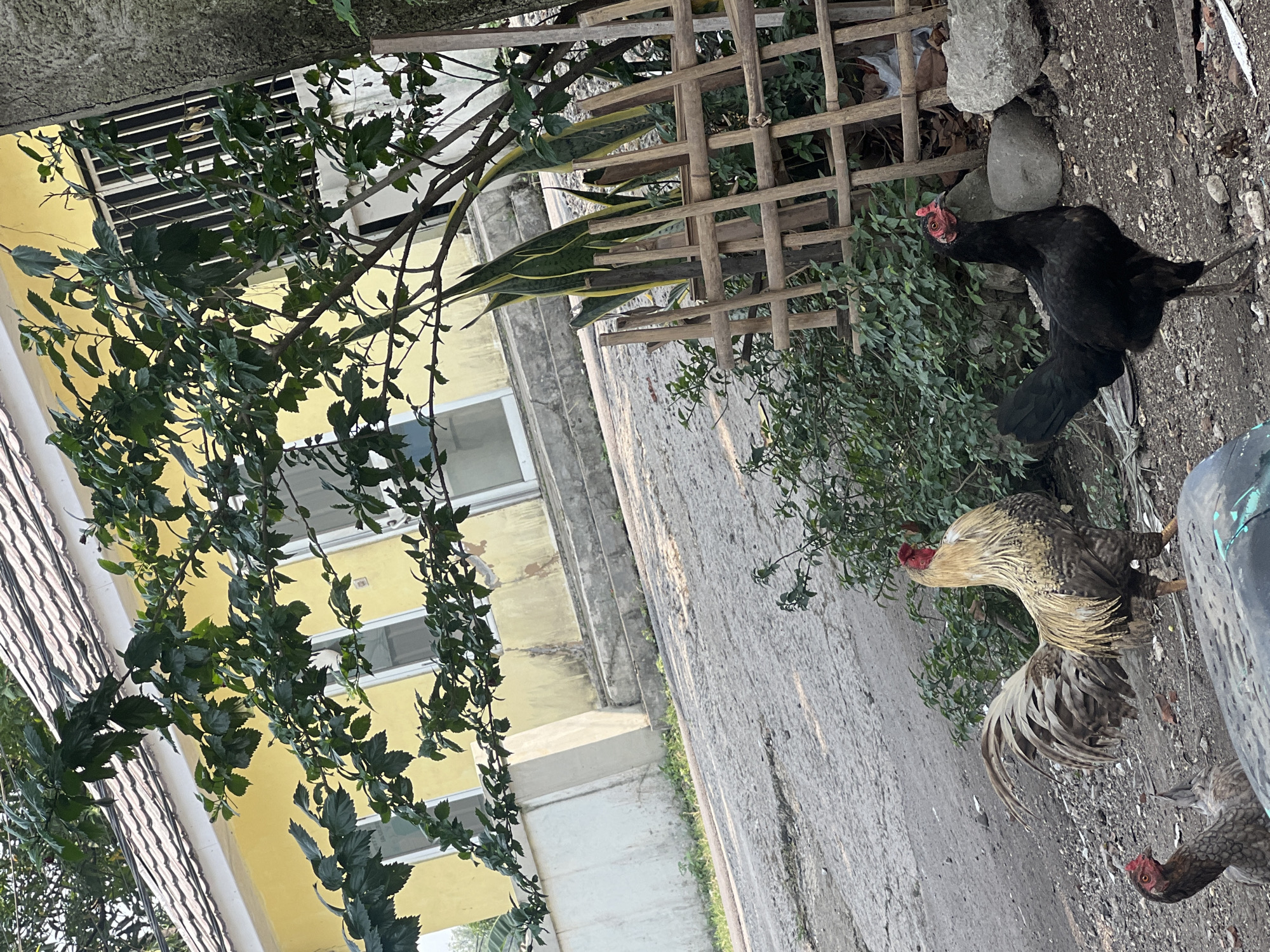 In Klapanunggal, Indonesia, a rooster with a golden and brown speckled body and a long, flowing tail stands on a gravelly surface. To its left, a smaller chicken with grey speckled feathers looks towards the rooster. To the right of the rooster, a black chicken with a red comb faces forward. In the background, a yellow building with white-trimmed windows and a tiled roof is visible. A tree with green leaves partially obscures the building, and a simple bamboo fence encloses some greenery. The scene appears to be an outdoor area, possibly a yard or a street.