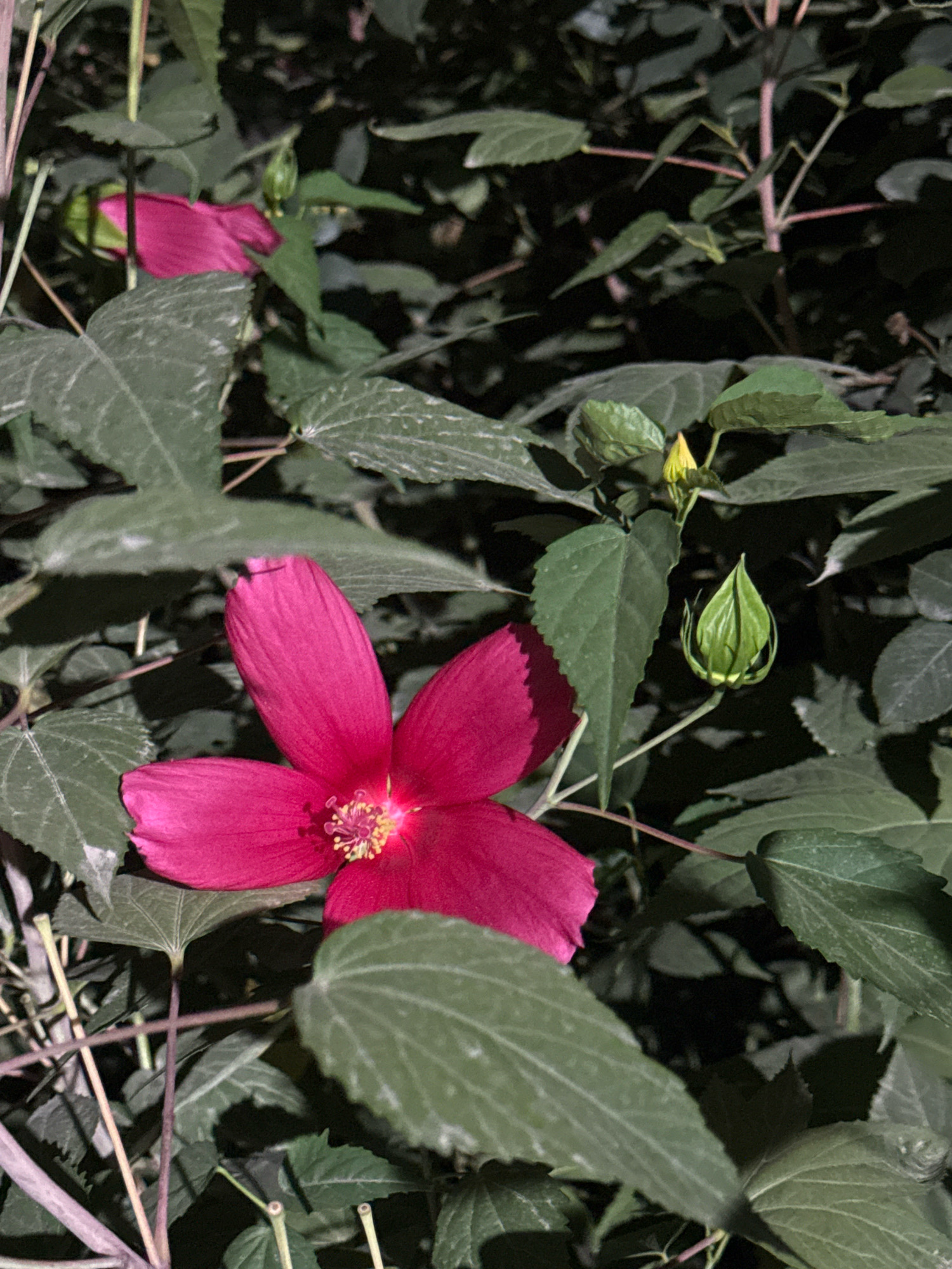 A close-up, dimly lit photograph captures a vibrant pink hibiscus flower in full bloom, centered amidst a dense cluster of dark green leaves. The flower's five petals are broad and unfurled, revealing a delicate yellow stamen at its core. To the right of the main bloom, a green hibiscus bud, still tightly closed, rests on a slender stem. Further in the background, another partially obscured pink petal suggests another flower is present. The surrounding foliage creates a shadowed, natural backdrop, with subtle lighting highlighting the textures of the leaves and the striking color of the blossom. The image appears to be taken outdoors at night, with artificial light casting focused illumination on the flower. The scene depicts a botanical subject within an urban green space, potentially a park or garden in Bishkek City, Kyrgyzstan, given the context provided. There are no people or discernable human activity present in the frame.