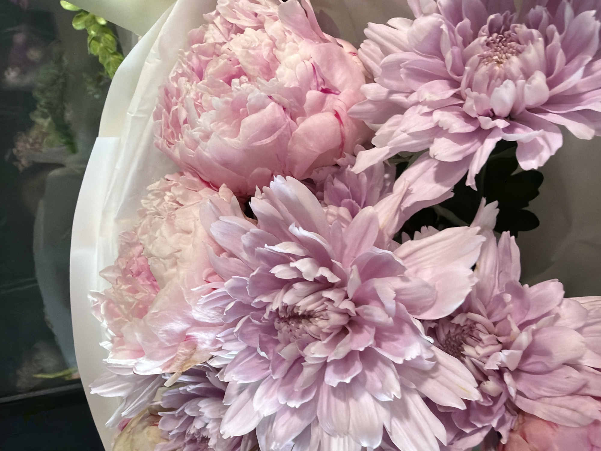 The media file is a close-up, eye-level, indoor shot of a bouquet of pale pink and lavender flowers, likely peonies and chrysanthemums, wrapped in white paper. The flowers are the sole subject, filling the frame. The lighting appears to be soft, diffused, and artificial, suggesting an indoor setting without a specific time of day or weather to discern. The backdrop is dark and out of focus, with hints of green foliage and possibly reflections in what could be a glass surface to the left, but this is unclear. There are no people, text, or any discernible activity taking place. The focus is entirely on the delicate petals and textures of the blooms. The overall impression is one of natural beauty and softness.