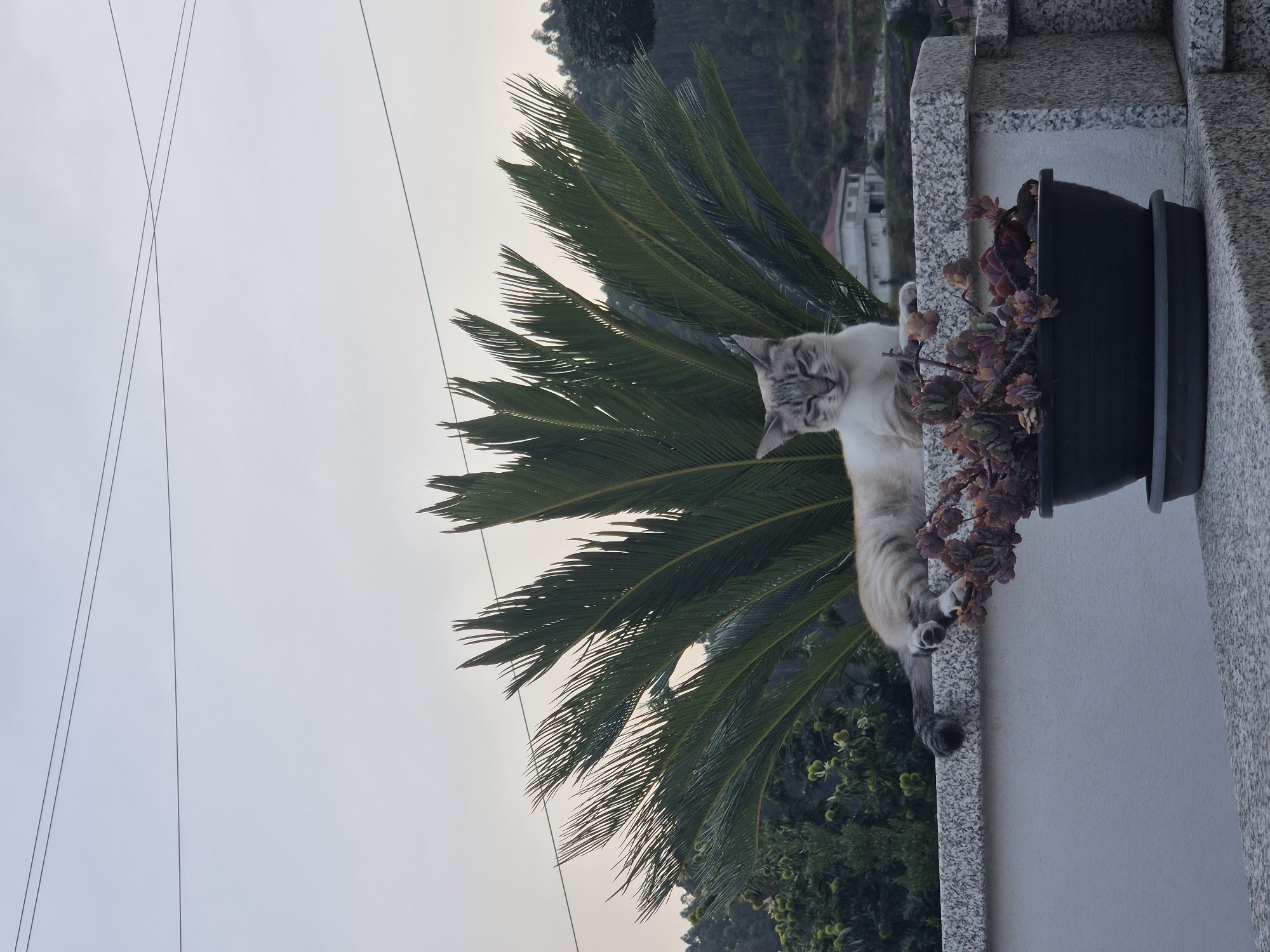A lynx-point cat with blue eyes is lying on a granite wall with a potted succulent plant in front of it. Behind the cat is a palm frond. The cat is looking at the camera with a grumpy expression. In the background, there are trees, houses, and a cloudy sky. The image was taken in the city of Barcelos, Portugal.