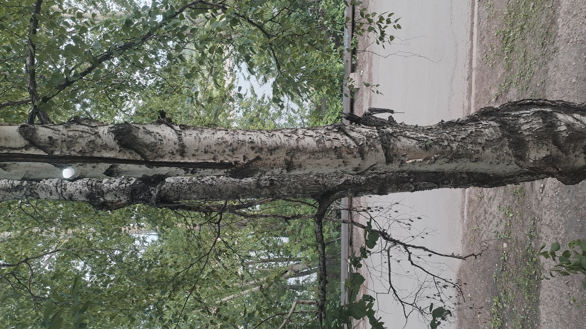 An outdoor, eye-level, vertical medium shot captures a birch tree trunk with peeling bark and a white object attached to its upper portion, likely a light fixture. The tree is situated in front of a background featuring a body of water visible through a canopy of green leaves, indicating a natural setting within or near the city of Ust-Kut, Russia. A paved road runs horizontally across the lower half of the image, bordered by a strip of dry earth and sparse vegetation. The overall lighting suggests an overcast day. No people or animals are visible.
