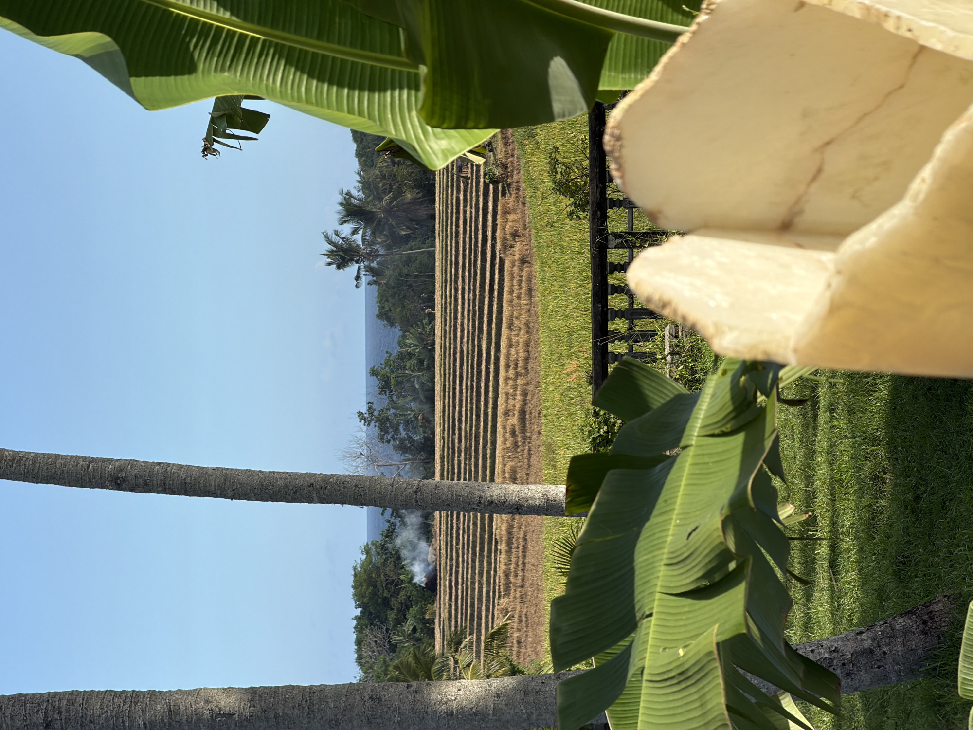 The image shows a landscape view in Selemadeg Timur, Indonesia. Rice paddies are visible, stretching towards the coast, with the ocean in the background. Lush green vegetation, including banana leaves, frames the scene. A palm tree trunk is visible in the lower left of the frame. Smoke rises in the distance near the forest. A dark-colored fence is seen in the mid-ground. The sky is blue.