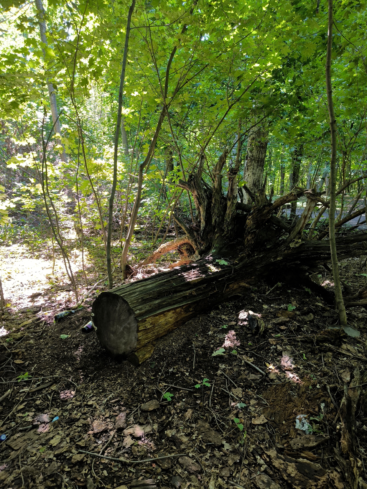 The image depicts a dense forest environment with a fallen tree trunk in the foreground. The trunk is large and appears to be decaying, with visible bark and wood grain. Sunlight filters through the leafy canopy, creating dappled patterns on the forest floor, which is covered in leaves, twigs, and debris. In the background, the forest continues with numerous trees and undergrowth. There are several pieces of litter visible on the ground near the fallen tree, including plastic bottles and wrappers. The scene conveys a sense of natural decay and human impact on the environment. The location is not specified in the image or accompanying text, and therefore it cannot be identified as being in Tolyatti, Russia.