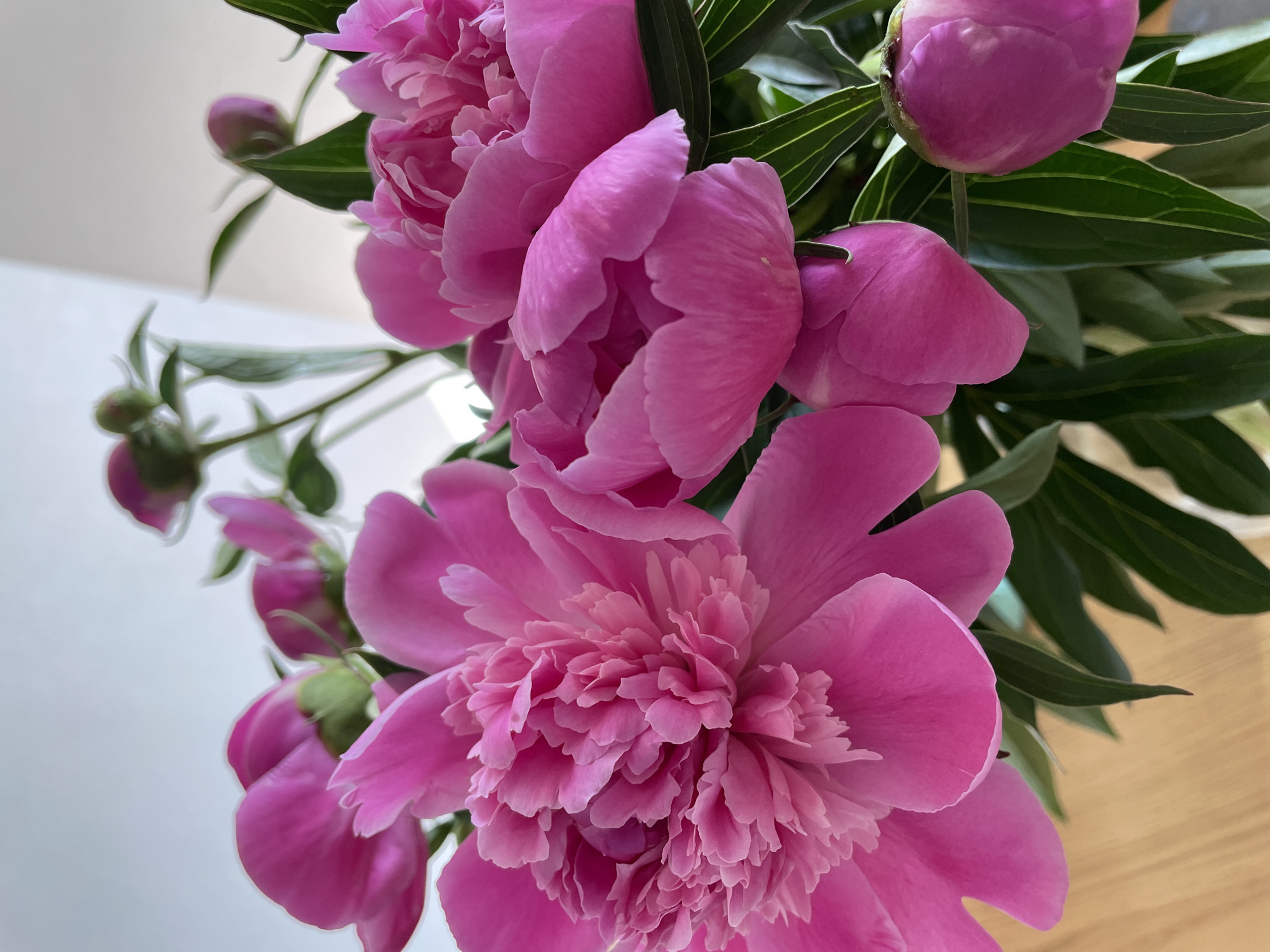 The image depicts a close-up of a bouquet of pink peonies. The flowers are in various stages of bloom, with some fully open and others still in bud. The green leaves of the plant are visible behind the flowers. The background is a blurred combination of white and light wood. The location in the city of Chaikovsky, Russia is not apparent from the image.