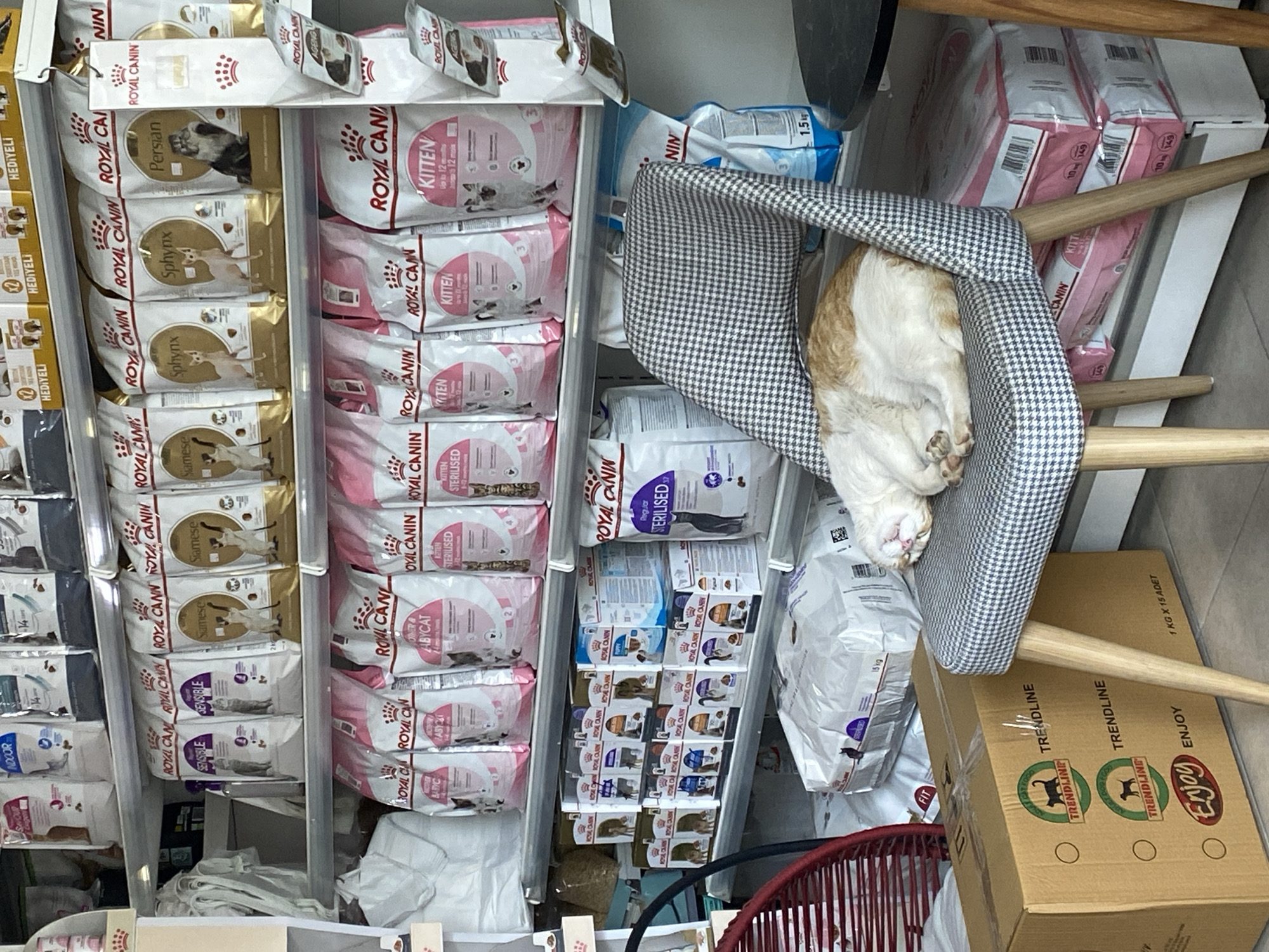 This image depicts an indoor scene within what appears to be a pet store or a dedicated pet food section, possibly in Alanya, Turkey. A light orange and white cat is seen comfortably sleeping, curled up on its back, in a gray and white houndstooth-patterned chair with light wooden legs.
The majority of the frame is dominated by numerous bags and boxes of cat food, neatly stacked on metal shelves. The prominent brand is ROYAL CANIN, with various specific formulas visible, including "KITTEN" (for up to 12 months), "STERILISED," "SENSIBLE," "Persian," "Sphynx," "Siamese," "AGEING," and "BABYCAT." Other brands and product types present are "TRENDLINE," "Enjoy," "SAVOUR," "INDOOR," and "FIT." Some packaging includes the Turkish word "HEDİYELİ," indicating a promotional item or gift.
Details such as weight are visible on some bags, for instance, "1.5 kg," and a cardboard box on the floor states "1 KG X 15 ADET" (1 kg x 15 pieces). The pet food is largely displayed in white, pink, and gold-toned bags. The sleeping cat adds a tranquil and domestic touch to the commercial setting.