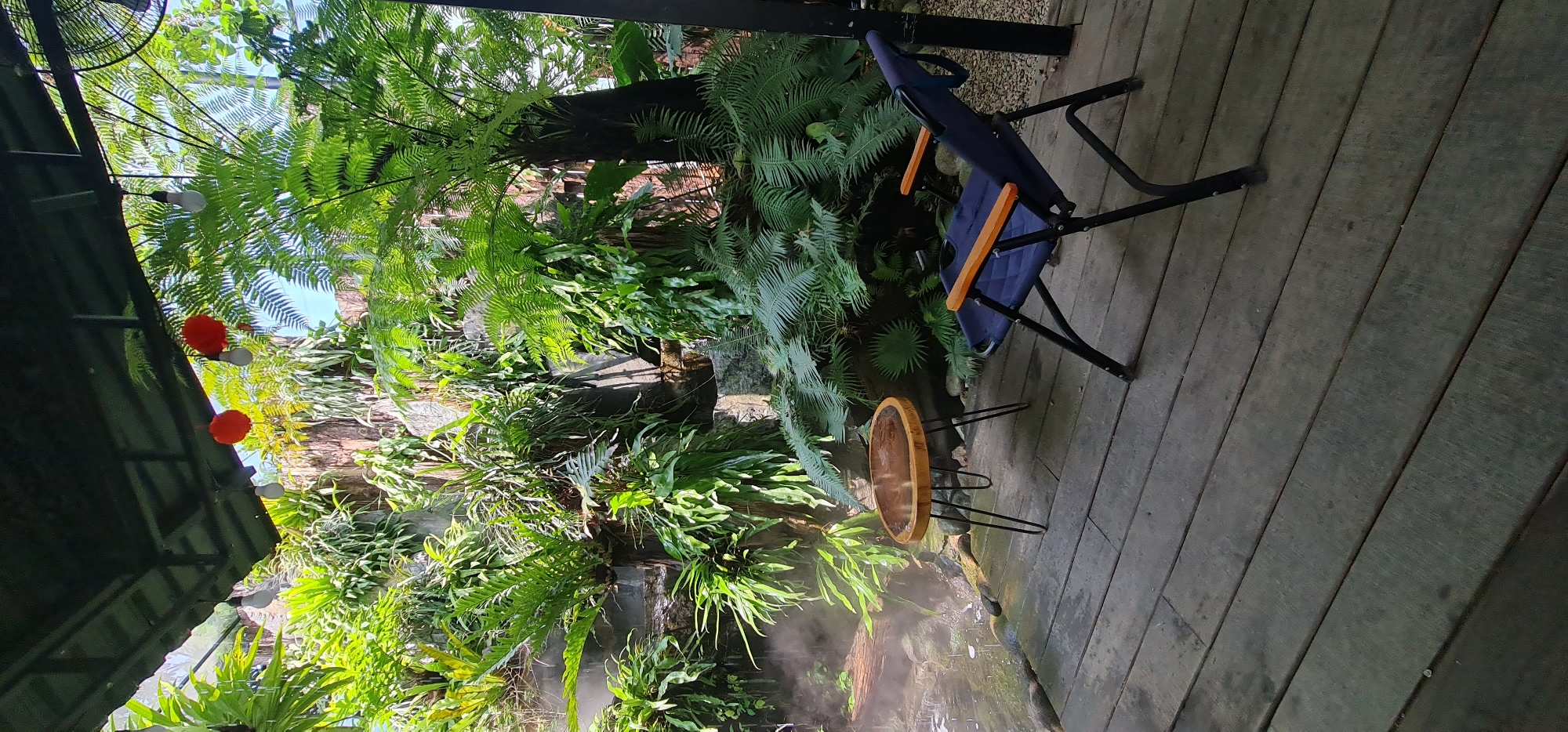 The image captures a tranquil outdoor scene, likely in a garden setting, possibly within the city of Đà Nẵng, Vietnam. A wooden deck forms the ground, on which a dark blue folding chair with wooden armrests and a small round wooden table with hairpin legs are placed. The backdrop consists of a lush arrangement of ferns and other tropical foliage, suggesting a humid, verdant environment. A water feature with mist rising from the water can be seen among the plants. At the top of the image, there are hanging red lanterns and a large fan partially visible, indicating the scene may be within a shaded area or partially enclosed space.