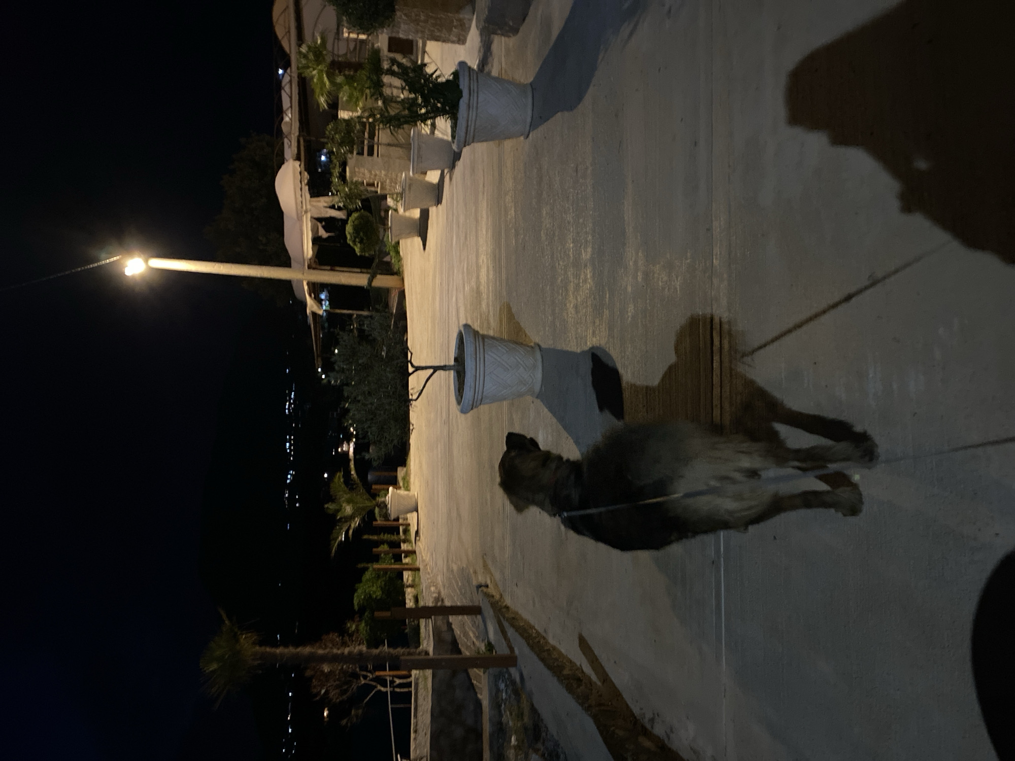 Observed at night in what appears to be Kunje, Montenegro, is a dog on a leash, walking along a stone pathway. The pathway is illuminated by a street lamp. The dog's fur appears to be a mix of dark and light colors. Planters line the pathway. The background consists of dark sky and faint lights in the distance.