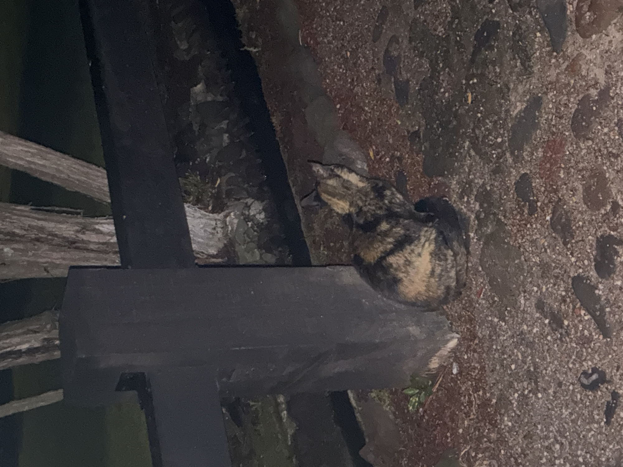 A cat with calico-like fur is resting on a dark wooden surface, possibly a fence or structure. The area surrounding the cat appears to be a rough, pebbled ground. The scene is dimly lit, suggesting it is nighttime or a shaded area. There are no people visible. The location, Cañada de Madero, Mexico, does not impact the observable details.