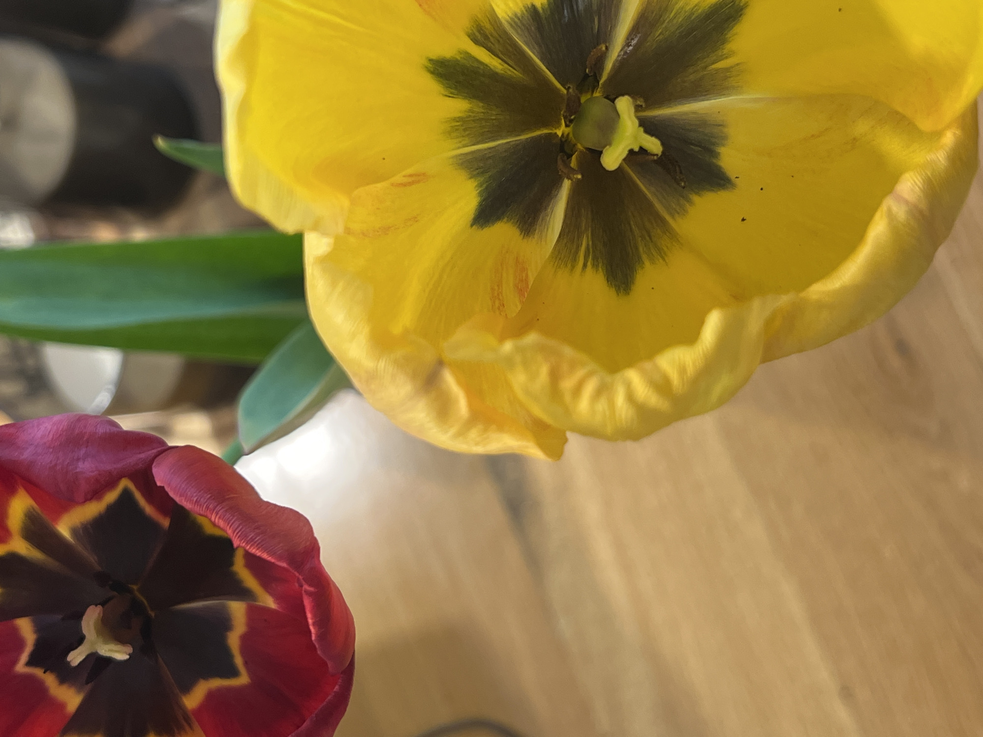 This close-up, top-down photograph captures two brightly colored tulips, likely indoors in Sofia, Bulgaria. The dominant subject is a fully open yellow tulip positioned in the upper center, showcasing its intricate dark green to black center with visible stamens and a light green pistil. Faint reddish-orange veins or streaks are visible on some of its petals. Below and to the left, partially cropped, is a red or maroon tulip, also viewed from above, revealing a dark, almost black center with distinct yellow-orange accents bordering the central area of its petals, and a light-colored pistil.
Green leaves are visible in the blurred background, seemingly extending from the yellow tulip. The general background appears to be a softly lit, light brown, textured surface, possibly wood, with indistinct out-of-focus elements suggesting an indoor setting. The lighting is soft and even, highlighting the vibrant colors and delicate textures of the flower petals. The image is a still life, with no active event taking place, focusing solely on the intricate details and colors of the blossoms. There is no visible text.