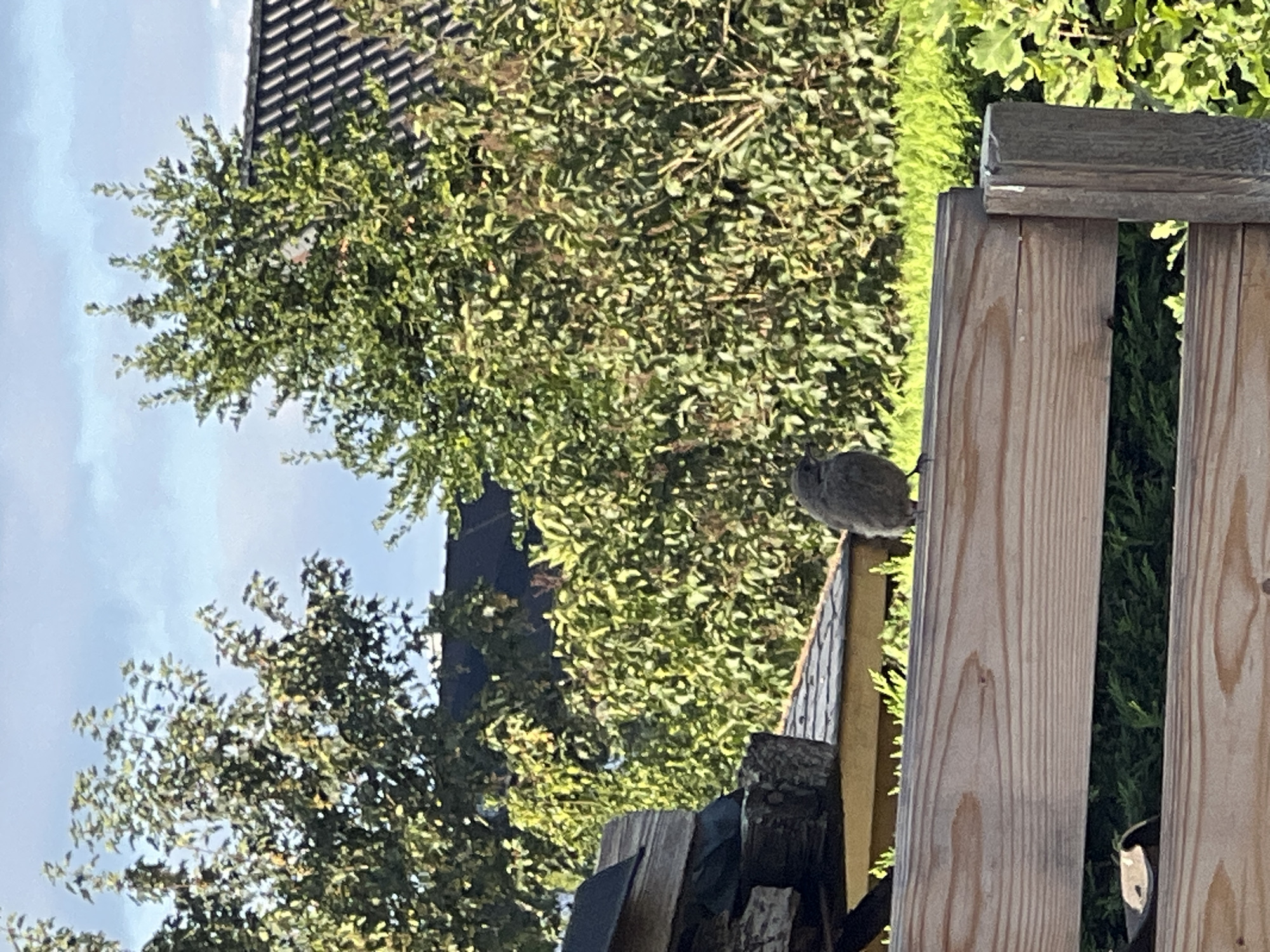 A small, gray bird is perched on a wooden fence. The bird is facing to the left. In the background, there are green trees and a house with a tiled roof. The sky is blue with some clouds. The overall scene is outdoors in a natural setting.