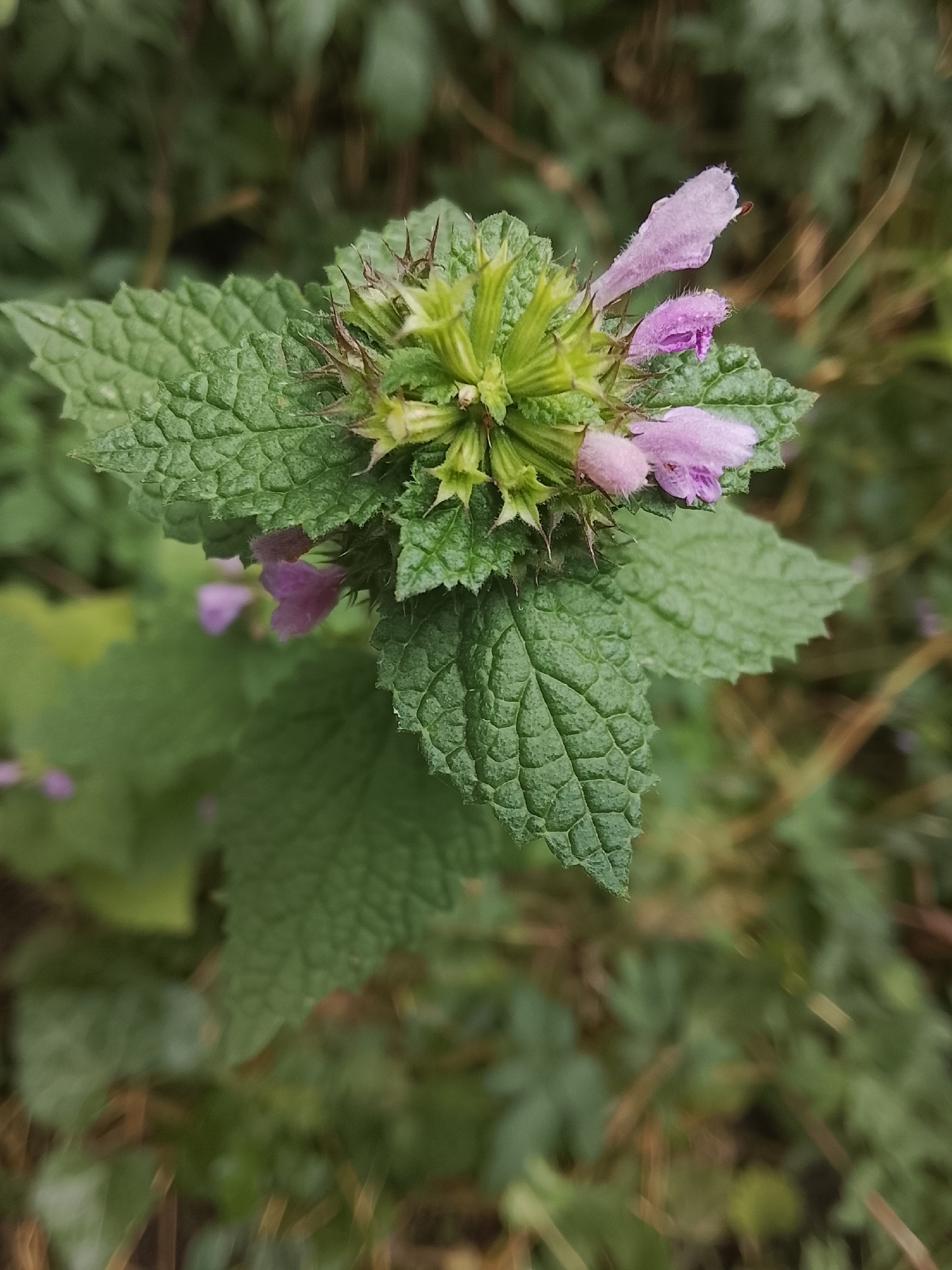 A close-up, slightly overhead shot captures a cluster of prickly green buds and delicate, pale pink flowers on a plant. The plant has rough, serrated green leaves. The background is a blur of green foliage, suggesting an outdoor, natural setting, possibly within the city of Codru, Moldova, where it is overcast and damp. The overall scene is one of botanical detail within a natural, overgrown environment.