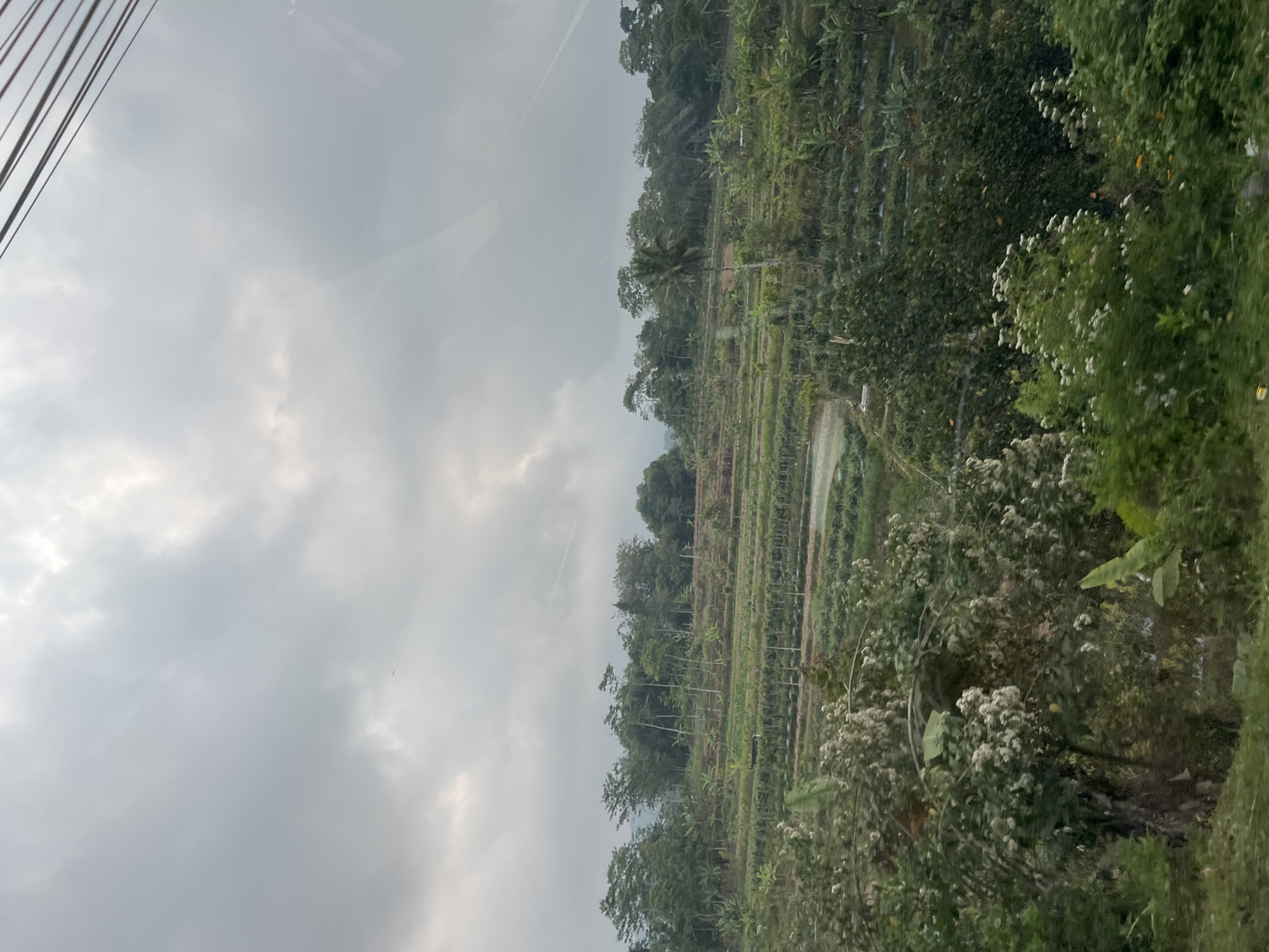 The image depicts a layered agricultural landscape in Ngawonggo, Indonesia, under a cloudy sky. Terraced fields, likely growing crops like rice or vegetables, are visible on the hillsides, interspersed with various types of trees and vegetation. The foreground features lush green foliage, including trees with white blossoms and large-leafed plants, suggesting a tropical or subtropical environment. In the background, a dense line of trees forms a backdrop to the agricultural terraces. Overhead, power lines are visible, crossing the frame and indicating the presence of infrastructure near the rural setting. The overall scene conveys a sense of natural beauty and the cultivation of land in a hilly region.