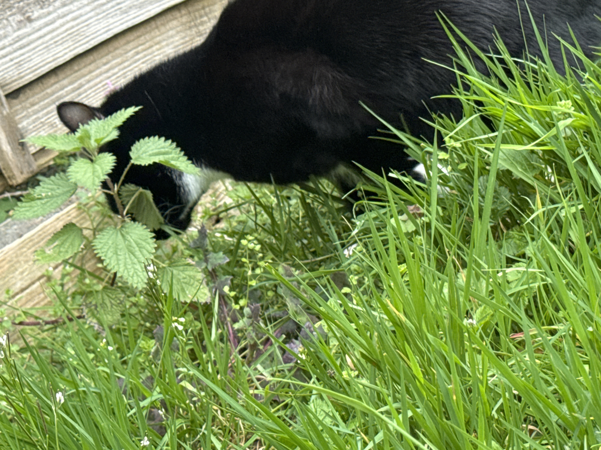 A black and white cat is sniffing a plant with green leaves in a grassy area. The location appears to be outdoors, possibly in a garden or near a fence. The image appears to be taken in daylight.