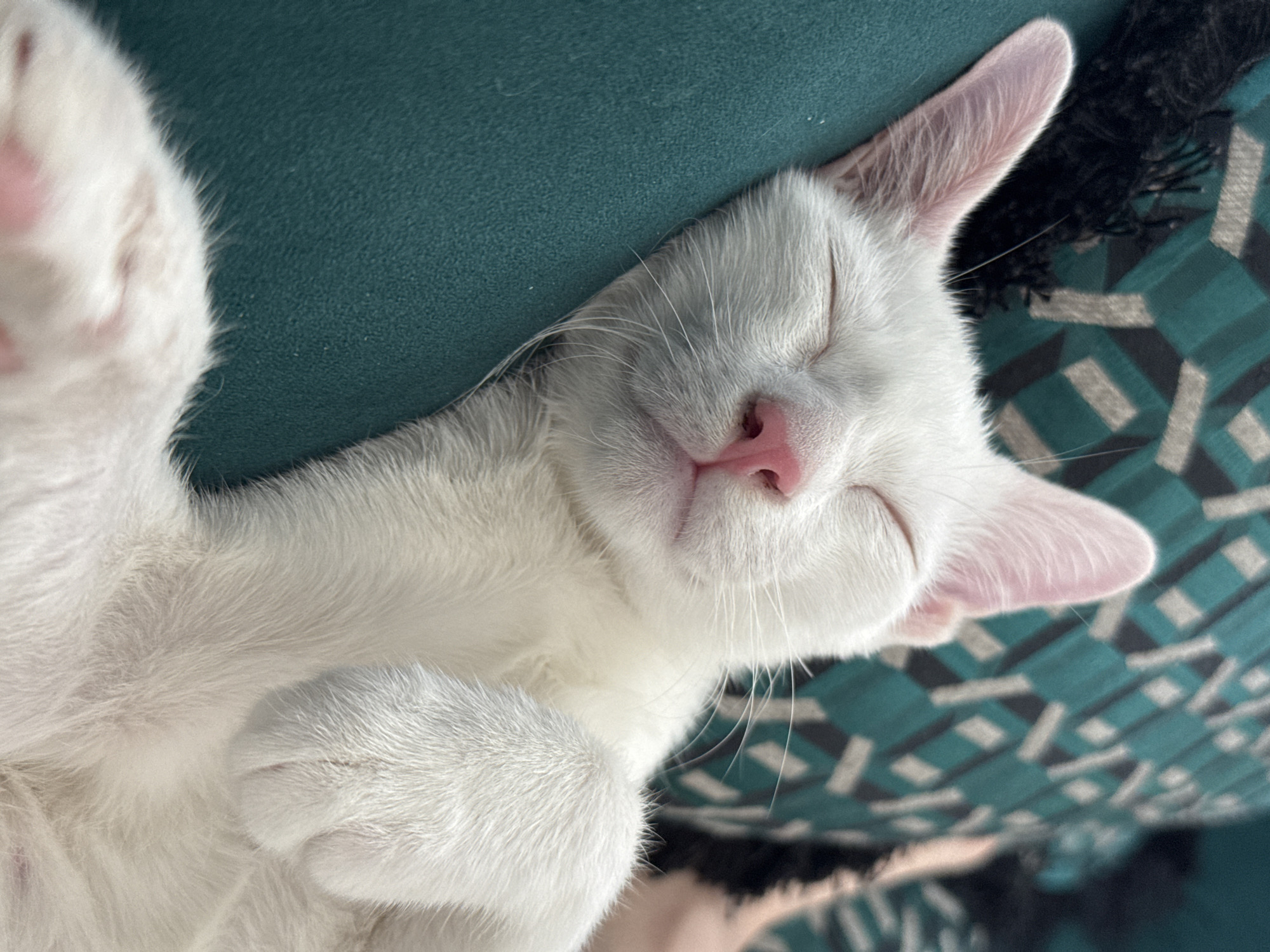A white cat with pink ears and nose is sleeping peacefully on a teal-colored surface, possibly a sofa or cushion. The cat's eyes are closed, and its paws are resting on its chest. In the background, a patterned throw or blanket with teal, black, and white geometric shapes is visible, along with a fringed black textile. The scene appears to be indoors, given the presence of soft furnishings. There are no discernible landmarks or elements that would allow for specific location identification within Bang Rak Yai Subdistrict, Thailand.