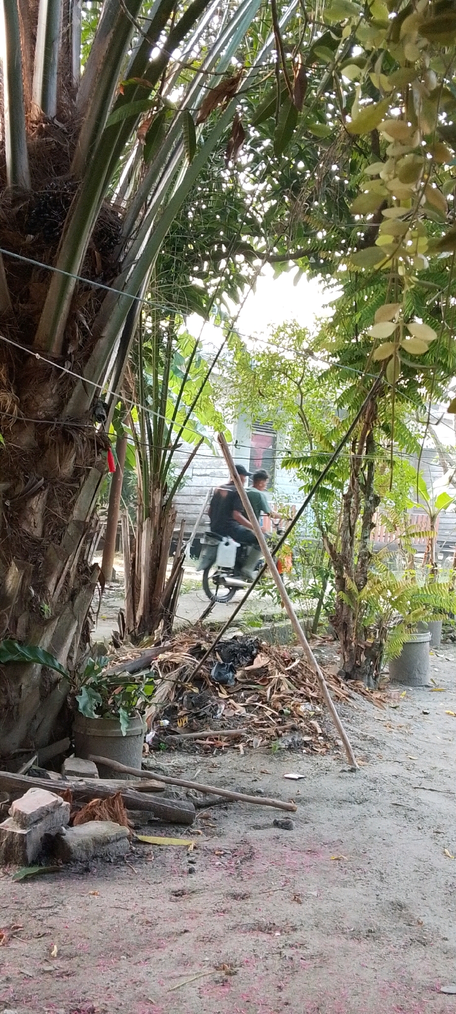 The image depicts a scene in Harapan Jaya, Indonesia, featuring an outdoor environment with lush vegetation and some man-made structures. In the foreground, to the left, is a large palm tree with a rough, textured trunk. There is a potted plant with green leaves in a grey concrete pot near the base of the palm tree. Scattered on the ground are various debris, including dried leaves, twigs, and some darker waste material in a pile. To the right of the debris pile, there's a light-colored wooden pole leaning diagonally.
In the mid-ground, a motorcycle is seen from the side, with two individuals on it. The rider in front is wearing a dark shirt and a hat, and the person behind is wearing a light green t-shirt. They appear to be moving from left to right within the frame. Behind the motorcycle, a simple wooden structure with horizontal planks is visible, suggesting a house or shed. Several other trees and plants are present, creating a dense, green backdrop. The overall lighting suggests it is daytime, with sunlight filtering through the leaves. The ground appears to be dirt or sandy soil, with some scattered pinkish-red debris, possibly fallen flower petals, across it.