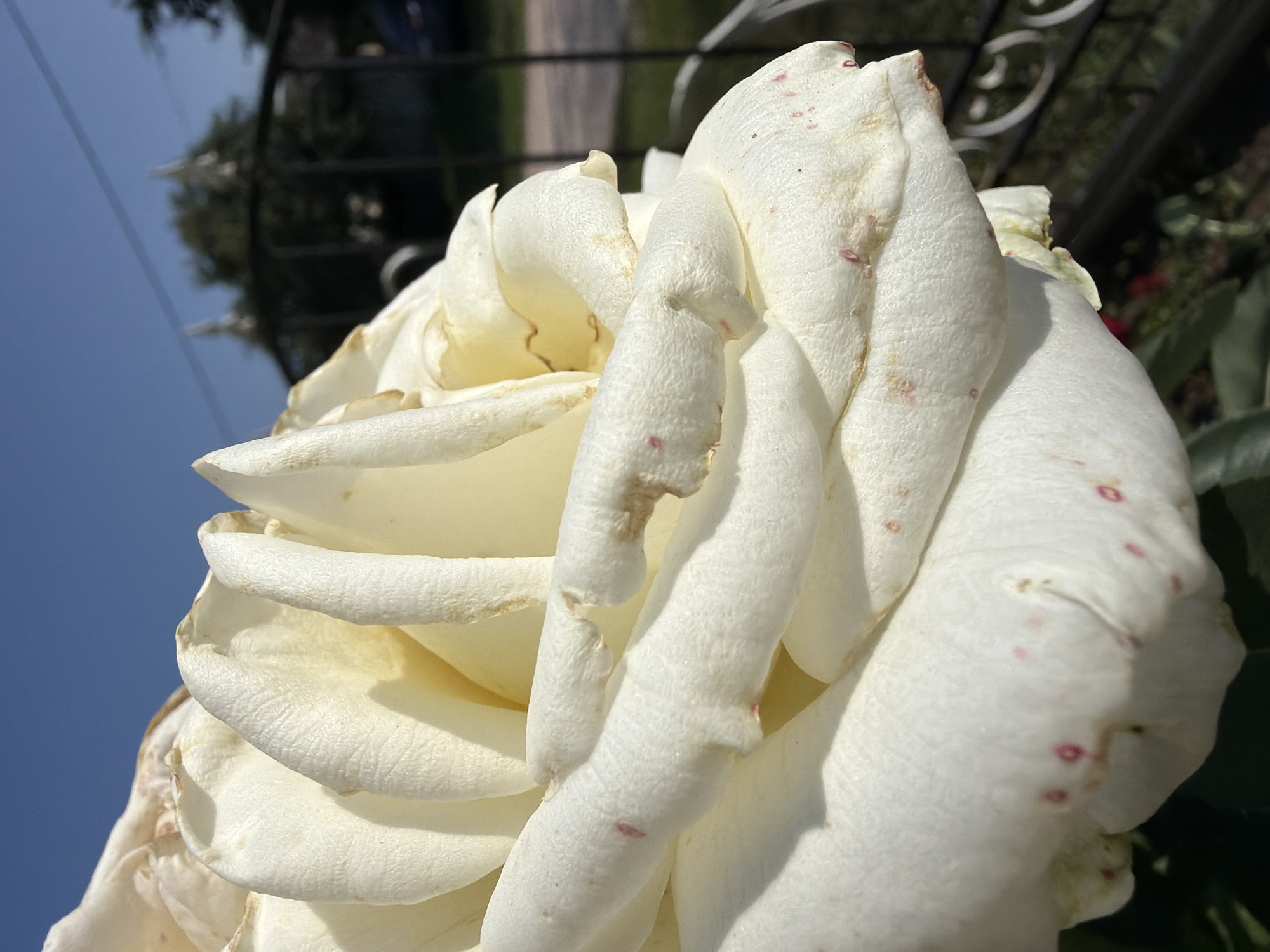 A close-up, outdoor, eye-level shot captures a white rose in full bloom. The rose is angled slightly to the right, with its petals taking up most of the frame. The petals are textured, with some showing slight browning and small pink spots. The background is blurred, showing a clear blue sky, some trees, and a black metal fence. The lighting suggests it is daytime, with sunlight highlighting the rose. The location is listed as Unknown, Unknown.