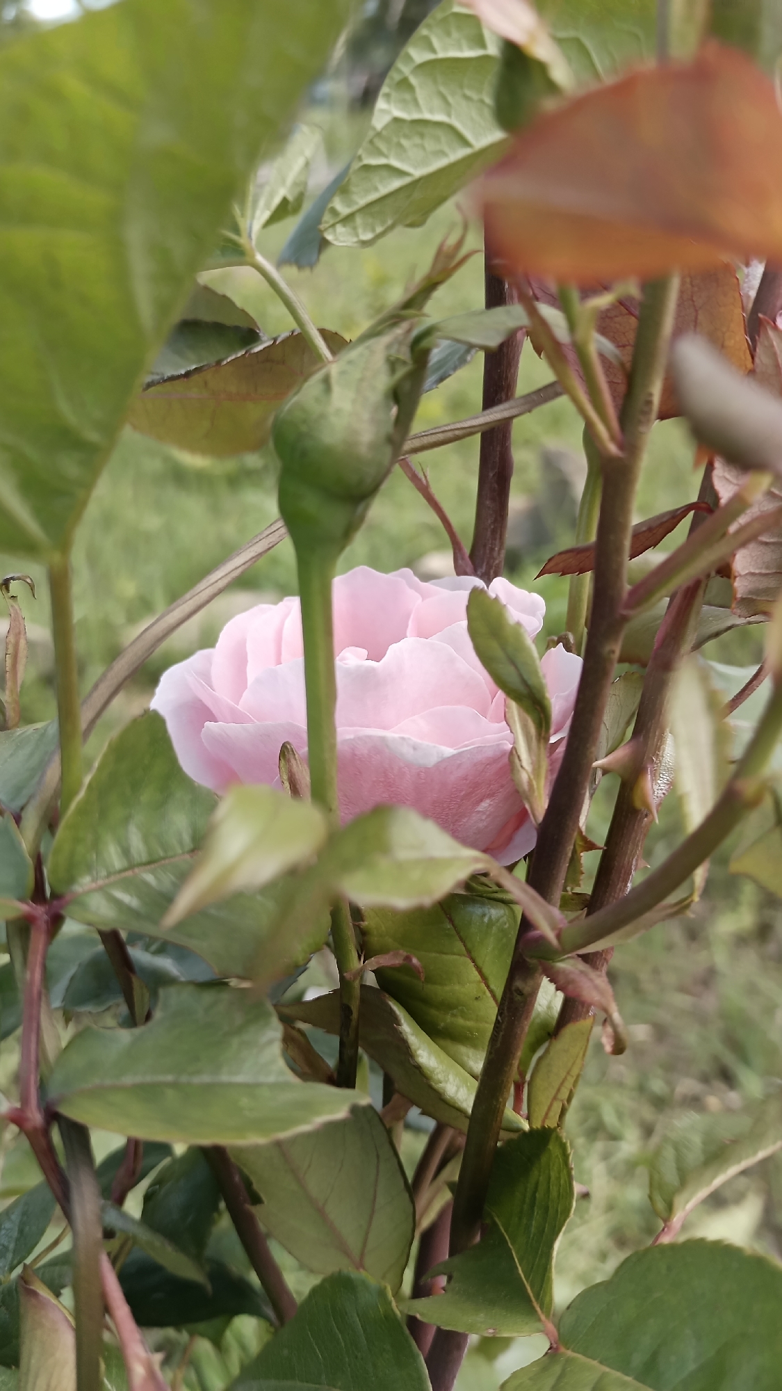 The image shows a pink rose partially obscured by green leaves and brown stems. A green rose bud is visible in the upper left. The background is a blurry green, suggesting foliage. The location is Mihaylovtsi, Bulgaria.