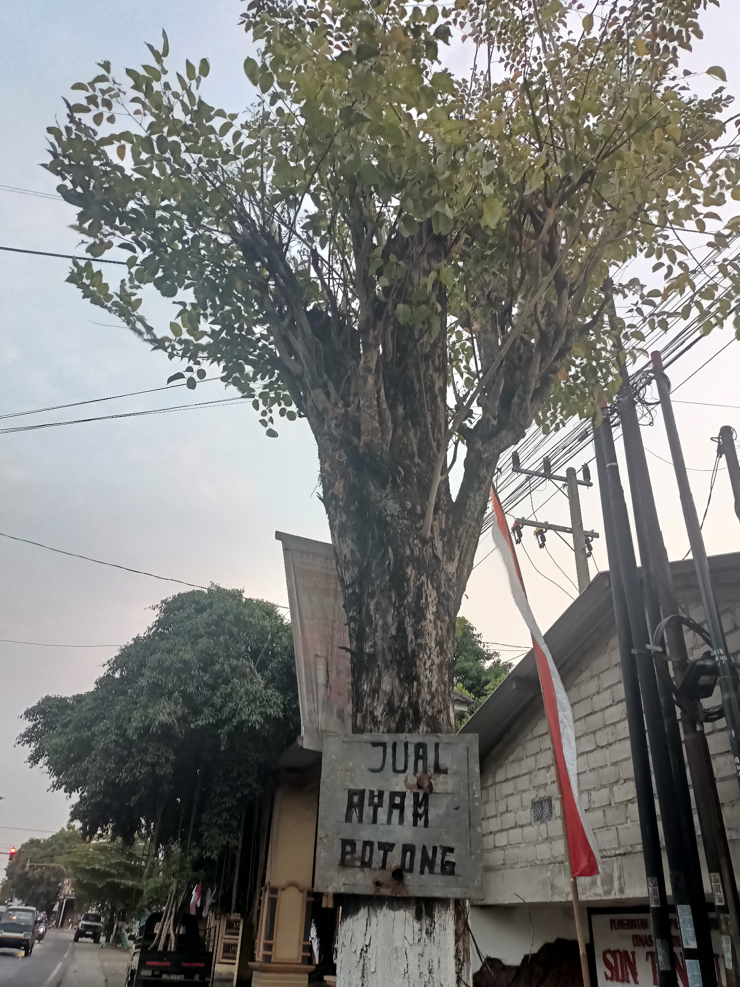 A street scene in Badas, Indonesia, features a large tree prominently in the foreground. A weathered metal sign attached to the tree's trunk reads "JUAL AYAM POTONG," which translates to "CHICKEN FOR CUTTING" or "CHICKEN SELLER." An Indonesian flag, red and white, is mounted on a pole next to the tree, partially obscuring the side of a white brick building. Electrical poles with numerous wires crisscross the sky above. The street, visible on the left, shows traffic, including a dark-colored truck and a van. Lush green trees line the background. The sky is overcast.