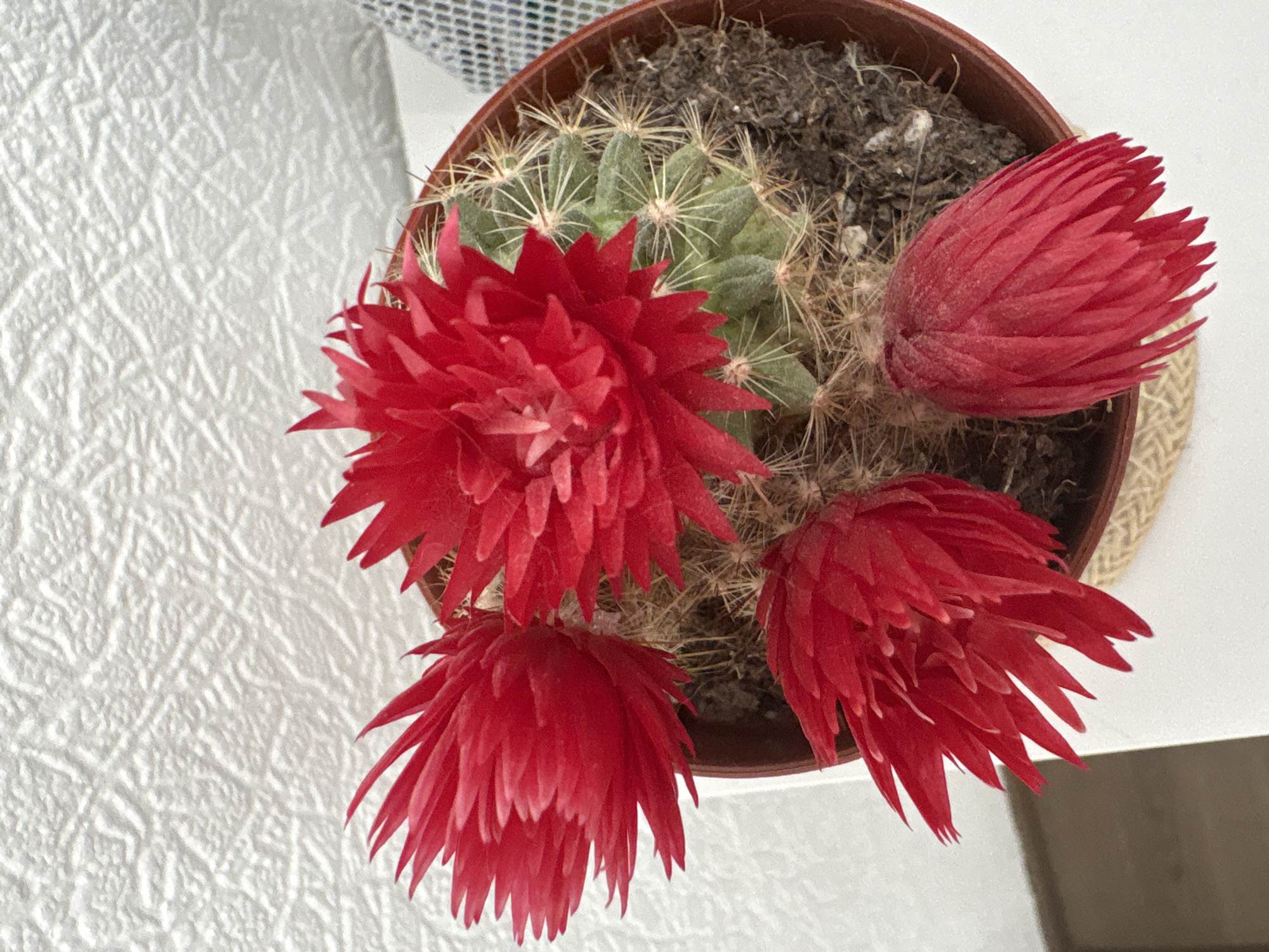 A potted cactus with bright red flowers sits on a white surface. The cactus is green with sharp spines. There are four red flowers, three fully bloomed and one bud. The pot is brown and has a woven brown band around it. The background is a textured white surface. The scene appears to be indoors, possibly in a residential setting in Kyiv, Ukraine, as no outdoor elements or specific landmarks are visible.
