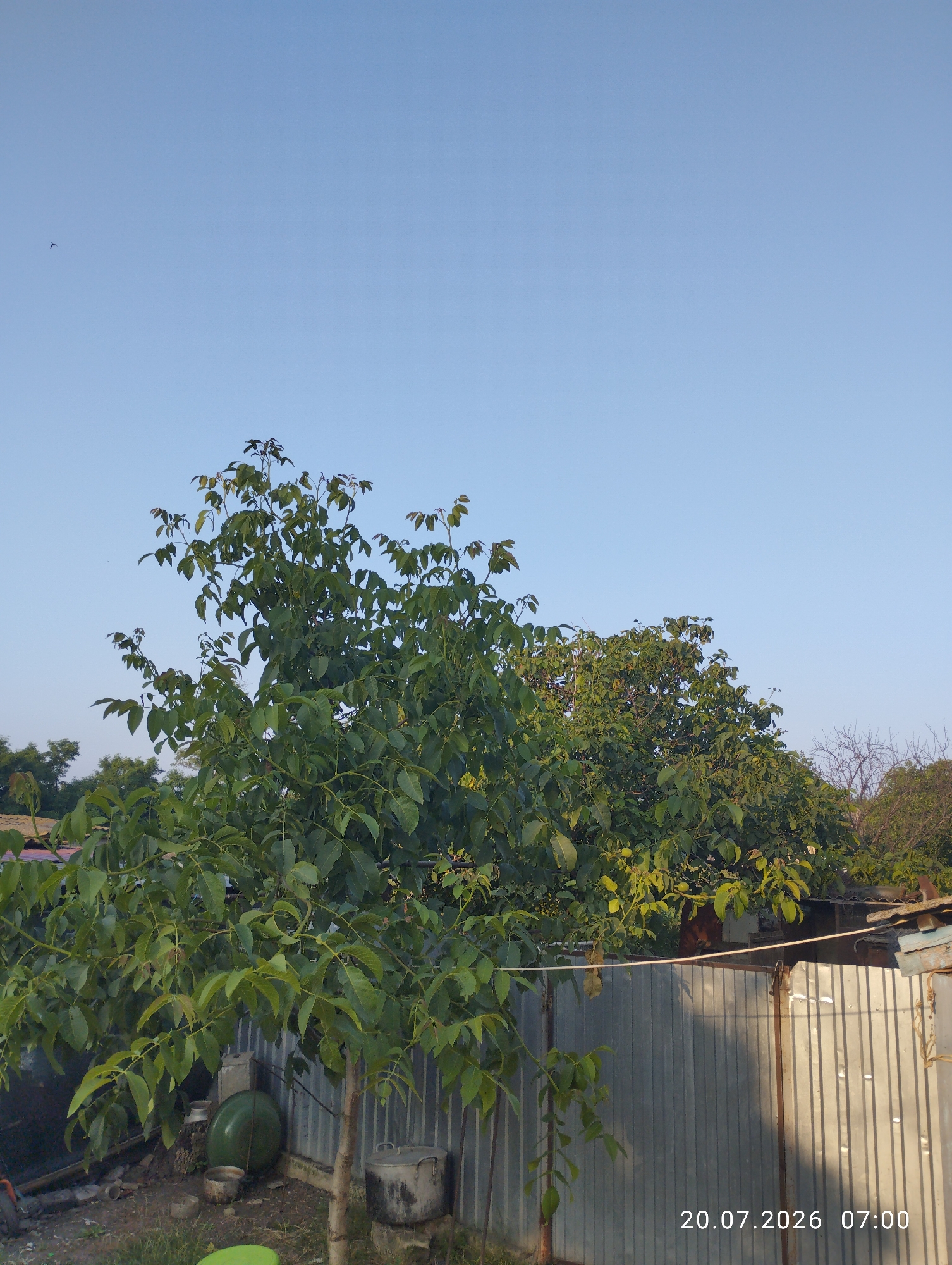 In a rural setting, possibly a backyard, a young walnut tree stands prominently in the foreground, its green leaves vibrant against a clear blue sky. Behind it, another larger tree with denser foliage is visible, partially obscured by the first. A corrugated metal fence runs horizontally across the lower portion of the image, with a few containers and what appears to be a large, green, round object on the ground near the base of the walnut tree. A wooden stake supports a thin wire that stretches across the fence. The date and time stamp "20.07.2026 07:00" is present in the lower right corner. The overall scene suggests a calm morning in a residential area, likely in Visoca, Moldova, given the presence of typical rural elements.