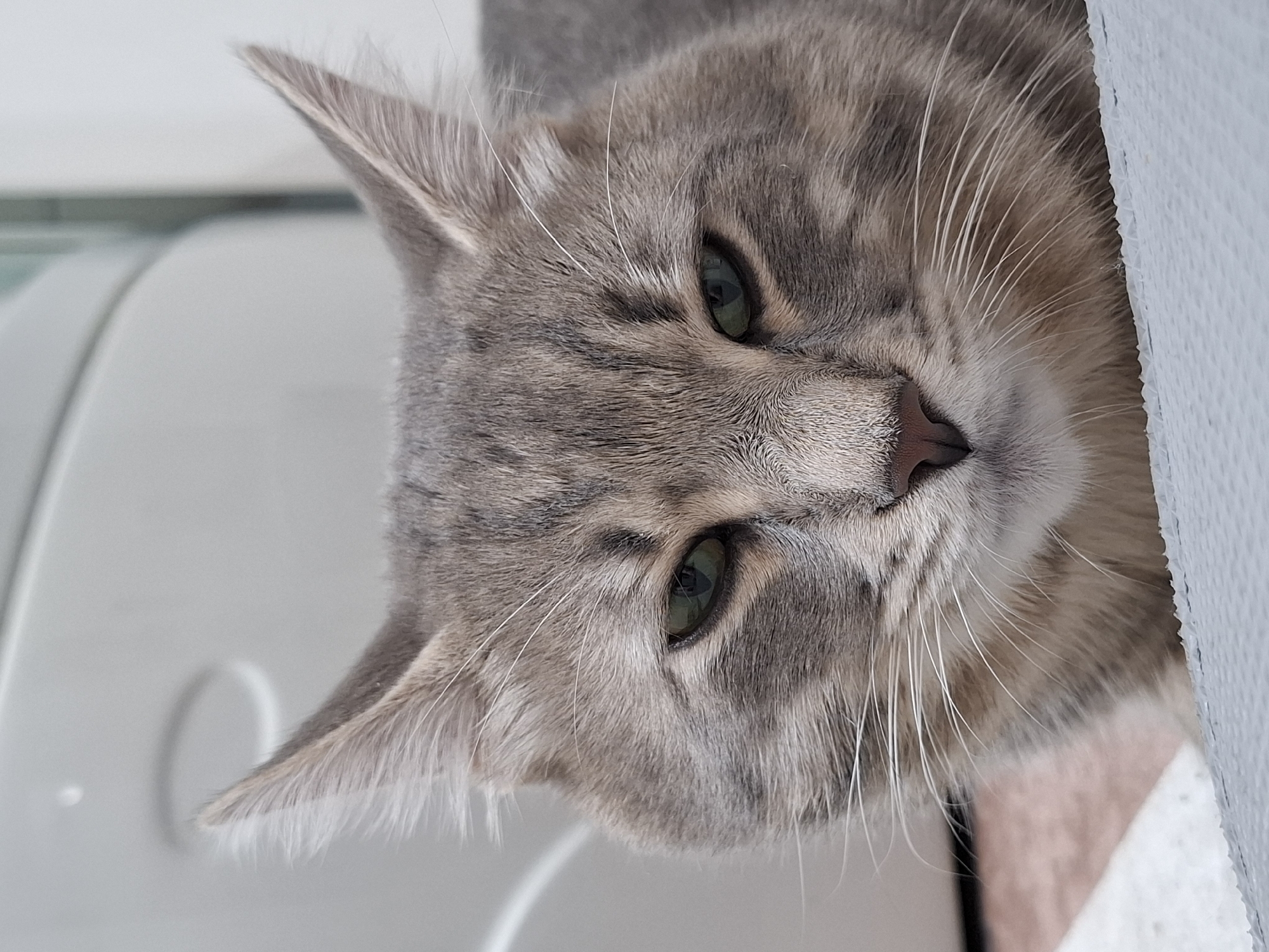 A close-up, slightly angled shot of a gray tabby cat's face. The cat has green eyes, a pink nose, and white whiskers. Its face is positioned near a white surface on the right and a light gray surface on the left. The location is Novi Sad, Serbia, inferred from the prompt.