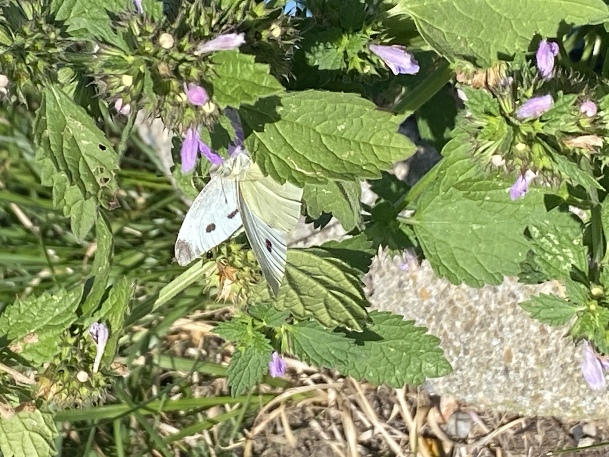 A close-up, eye-level shot captures a Cabbage White butterfly with its wings open, perched on the green leaves and purple flowers of a plant. The butterfly's wings are primarily white with a faint yellowish tint, and it displays two distinct dark spots on its upper wings and one on the lower wing. The plant features serrated green leaves and clusters of small, tubular purple flowers. In the background, out-of-focus dry grass and a rough, greyish-brown stone provide context. The lighting suggests a sunny day, casting subtle shadows. The scene is located in a natural, outdoor environment.