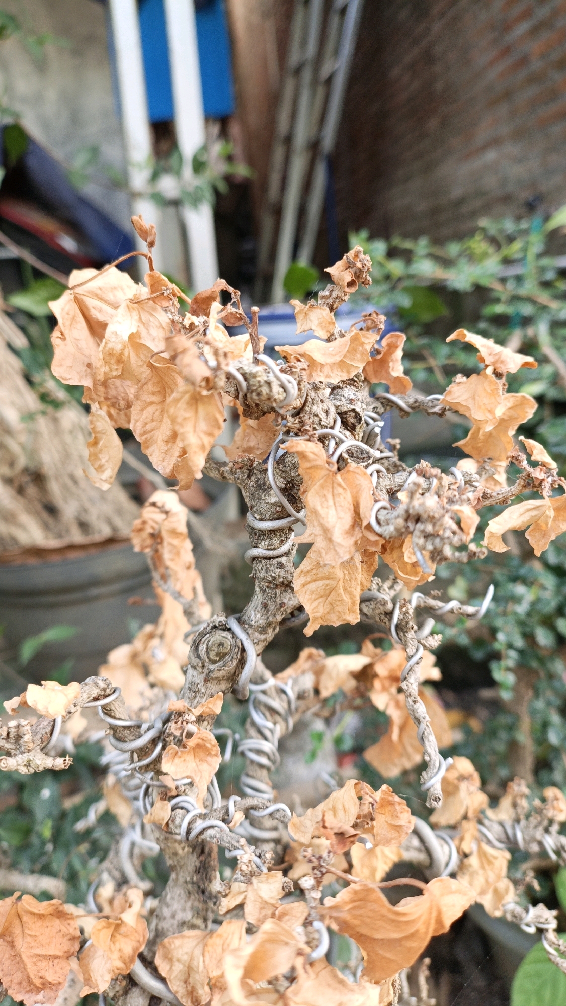A close-up shot shows a dry bonsai tree, its withered, light brown leaves and gnarled branches wrapped in silver wire. The background is blurred, revealing hints of a brick wall, green foliage, and some blue and white vertical posts, possibly part of a fence or structure. The image was taken outdoors, in the city of Cikal, Indonesia.