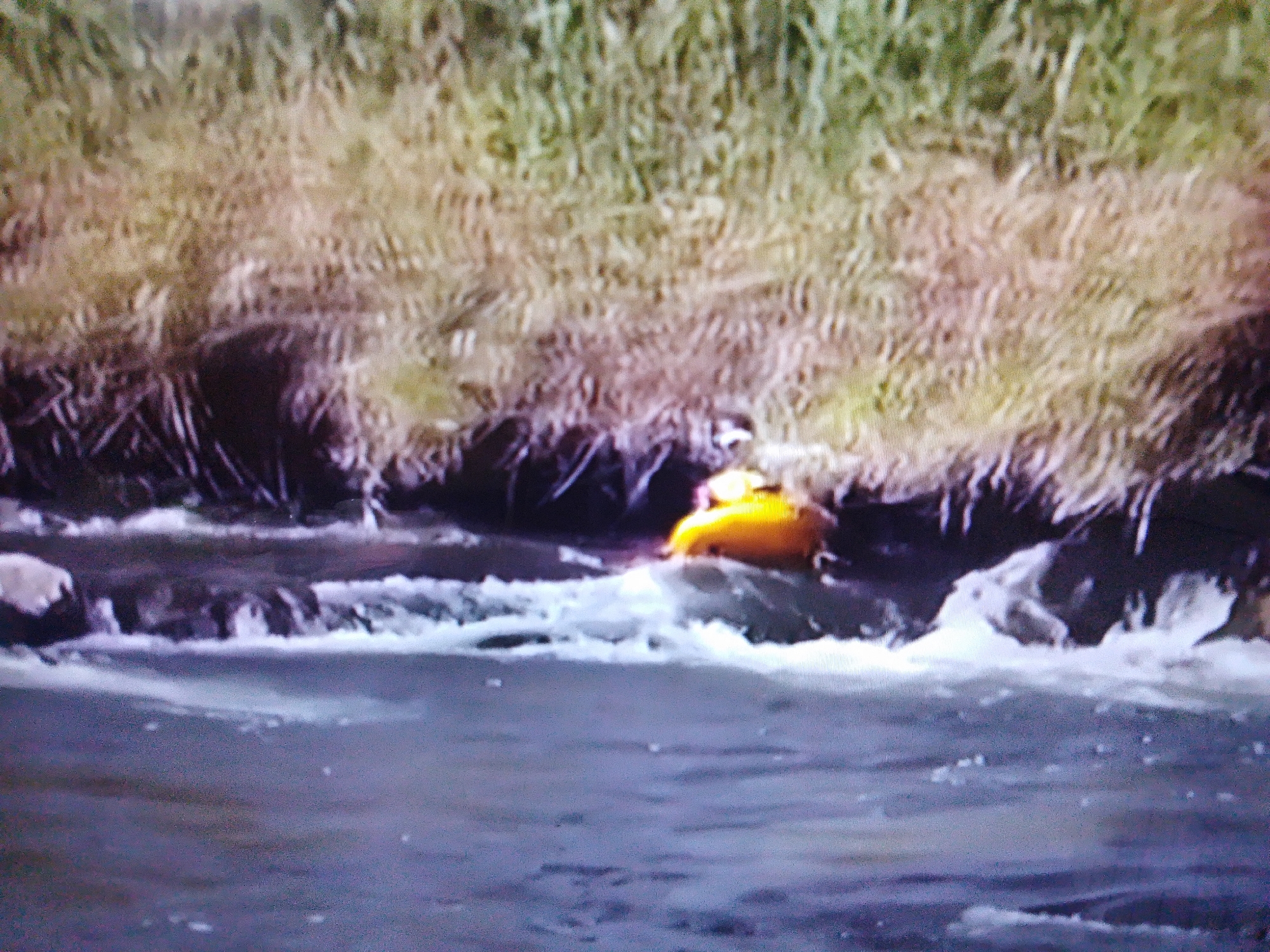 A person in a yellow kayak is navigating a white-water rapid. The kayak is positioned slightly to the right of the center of the frame, amidst churning water and rocks. The background features a dense, dry grassy bank with some darker vegetation at the water's edge. The water in the foreground is calmer and appears to be a deep blue or purple hue. The scene suggests an outdoor activity, likely in a natural river environment. The image quality is low, with a grainy texture and soft focus, making it difficult to discern finer details of the person or their equipment. No text is visible in the image. The time of day and weather conditions are not discernible.