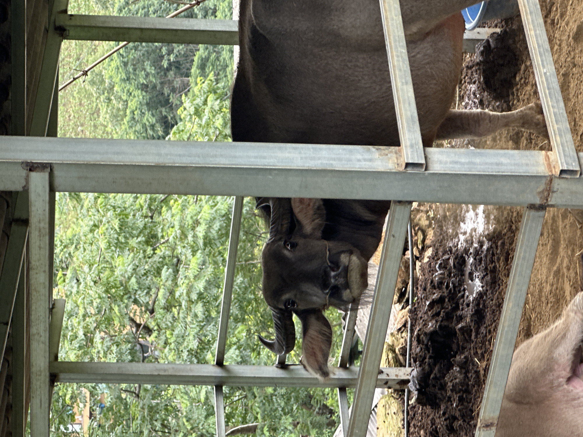 A dark brown water buffalo, with small curved horns and large ears, looks directly forward through the light green metal bars of an enclosure in Dế Xu Phình, Vietnam. A rope or ring is visible through the buffalo's snout. The ground inside the pen is dark, muddy, and uneven, featuring clumps of soil and small pools of water. The hindquarters of another light-colored animal are partially visible at the bottom left of the frame. Beyond the enclosure, dense green trees and foliage dominate the background, with faint, blurry structures discernible through the vegetation in the upper left. The metal bars exhibit rust at their joints.