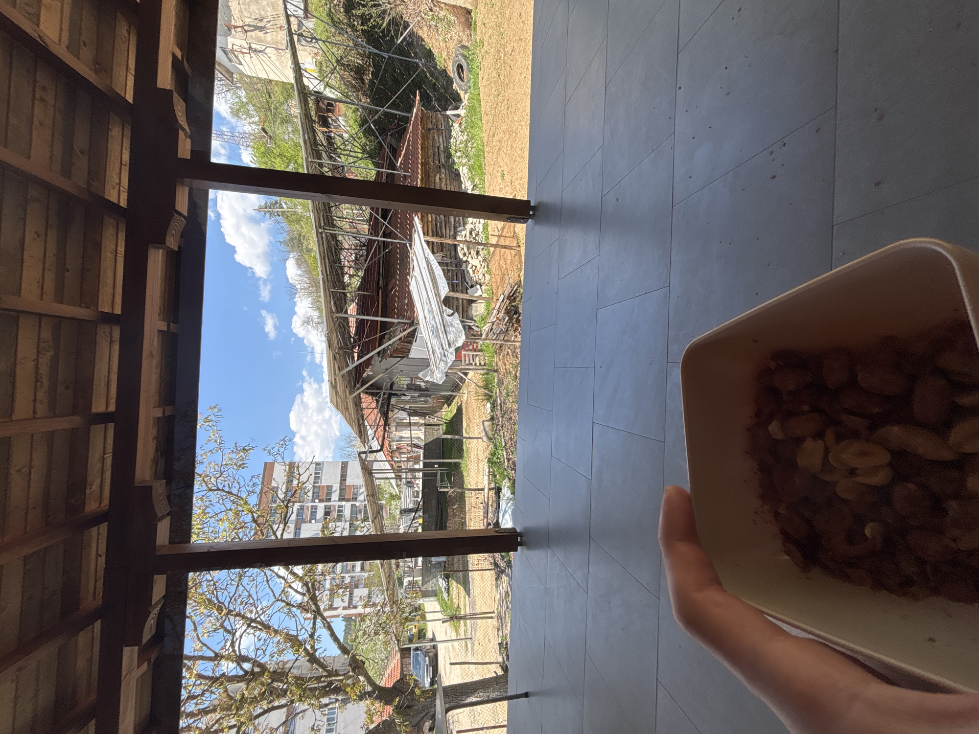 The image presents an outdoor scene viewed from under a wooden porch or veranda in Zlatograd, Bulgaria, on a bright, sunny day.
In the immediate foreground, a person's hand is visible on the right side of the frame, holding a beige bowl or container filled with various nuts, primarily what appear to be peanuts, with some darker residue or spice at the bottom. Below the hand and extending across the right and bottom portions of the frame is the tiled floor of the porch, composed of light grey square tiles. Above, the wooden beams and planks forming the underside of the porch roof are prominent.
Through the opening of the porch, a yard or garden area unfolds. It features patches of dry grass and dirt, interspersed with green bushes and a few trees with budding leaves. Several structures, some appearing unfinished or rustic, are scattered across the mid-ground. These include what looks like a shed with a corrugated metal roof, another structure covered with a white tarp, and piles of wooden logs and building materials. A metal fence runs through parts of the yard, and a black tire lies on the grass in the distance.
In the background, a large, multi-story modern building with numerous windows and balconies rises, partially obscured by the branches of a mature tree. A dark-colored car is parked near the fence. The sky above is a clear, vibrant blue with scattered white, fluffy clouds, indicating pleasant weather. The bright sunlight casts shadows from the wooden structure and the hand holding the bowl, suggesting it is mid-morning to afternoon.
There is no visible text in the image. The scene captures a quiet moment, possibly a break for a snack, with a mix of rustic and modern elements in the surroundings.