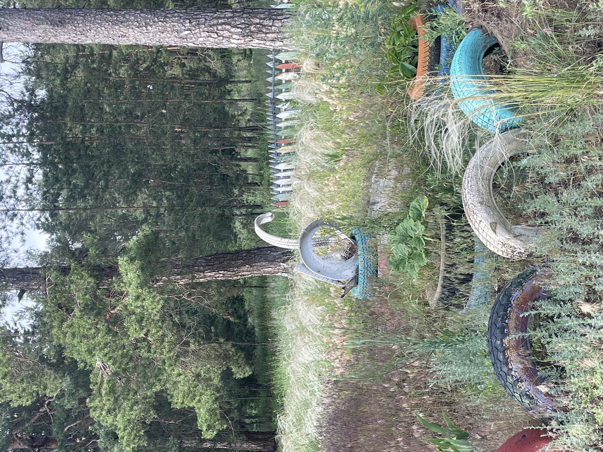 This photograph depicts an outdoor scene located in Vasilevka, Russia. No individuals are present. The foreground consists of an uncultivated ground area heavily covered with diverse vegetation, including prominent clumps of tall, light-colored feathery grasses, as well as various green and dried reddish-brown herbaceous plants. Several discarded vehicle tires are repurposed within this landscape. Slightly left of center, a white tire, cut and sculpted to resemble a swan, is positioned on top of a blue-painted tire acting as a base. Other tires, partially buried or stacked, are visible; these include a red tire on the far left, a dark-colored tire with faded paint, a light gray/white tire, and a bright turquoise-painted tire towards the right. An orange terracotta pot containing green foliage rests on a blue tire in the lower right portion of the image. In the midground, a low, weathered picket fence extends horizontally, with individual pickets painted in a variety of colors, including white, red, orange, green, and blue. The background is dominated by a dense pine forest composed of numerous tall trees with dark green needles and visible, textured trunks. The sky is partially discernible as a light blue through the upper tree canopy.