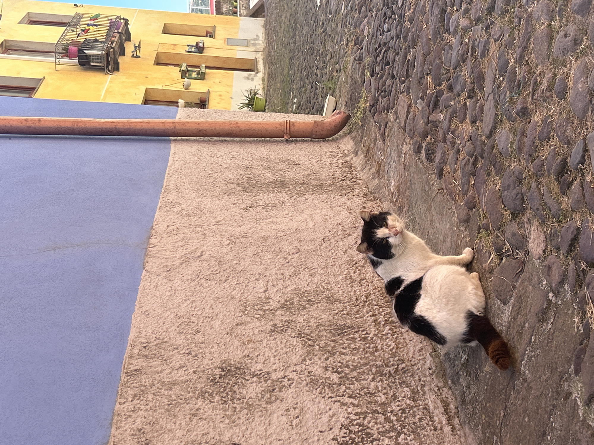 A medium shot depicts a black and white cat lying on a textured beige stone wall, which runs parallel to a cobbled street. The street is constructed with dark, rounded stones and sparse patches of dry grass. Adjacent to the stone wall is a pale blue wall with a rusted metal pipe running horizontally along its upper portion. Beyond the blue wall, the facade of a yellow building is visible, featuring several windows and metal drying racks. The image is taken in the city of Bosa, Italy.