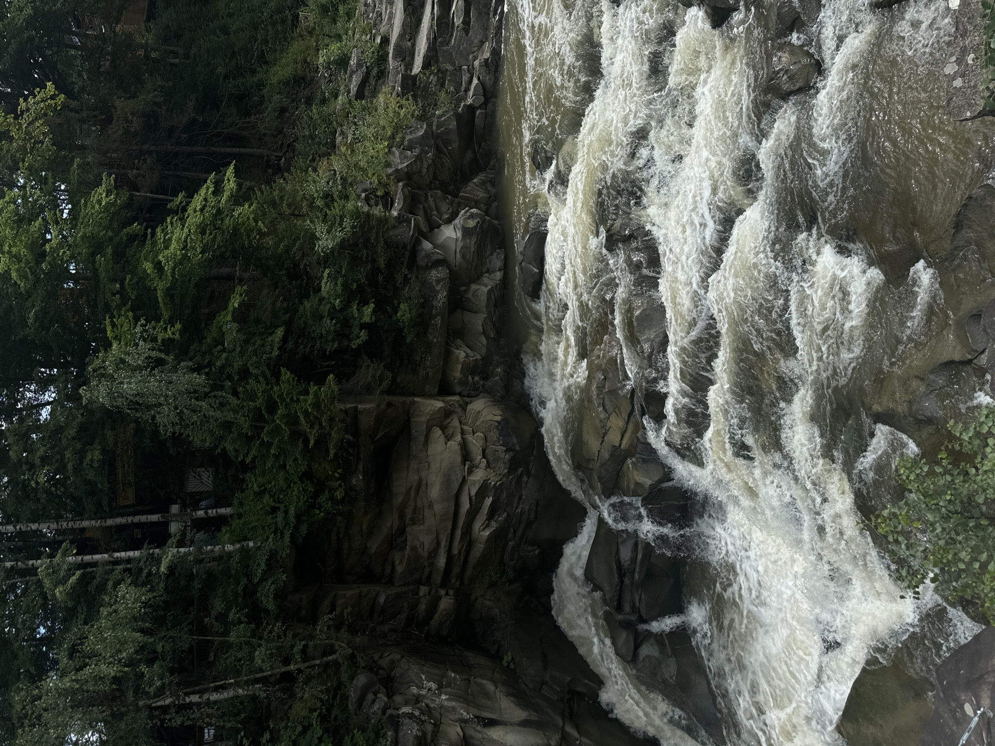 The image shows the Prut River flowing through a rocky gorge in Yaremche, Ukraine. The water is turbulent and foamy as it cascades over large, dark stones. The banks of the river are steep and covered in lush green trees and vegetation. The rocks appear to be weathered and layered, forming a dramatic natural setting. The scene suggests a wild and powerful natural environment.