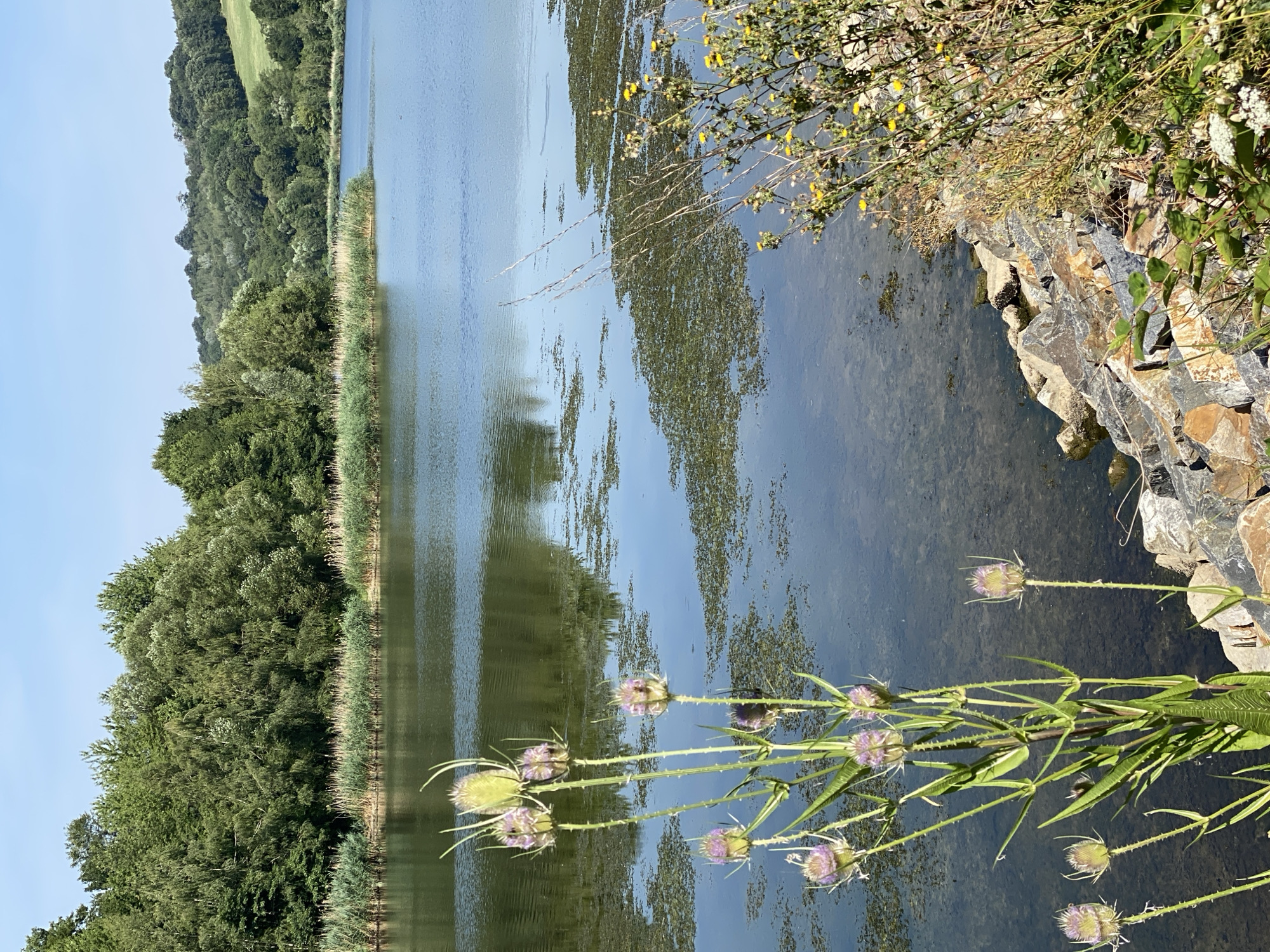 The image depicts a tranquil lake bordered by lush green trees and rolling hills. In the foreground, a cluster of tall, spiky purple flowers, likely teasels, stands prominently. The water is calm, reflecting the sky and surrounding vegetation. Patches of green aquatic plants float on the surface. The shoreline is rocky, with some dry grasses and yellow wildflowers growing near the edge. The sky is a clear, bright blue, indicating a sunny day. The scene appears to be a natural landscape, possibly a park or nature reserve, located in the vicinity of Purkersdorf, Austria, given the characteristic rolling hills and woodlands typical of the region. There are no people or animals visible in the image.