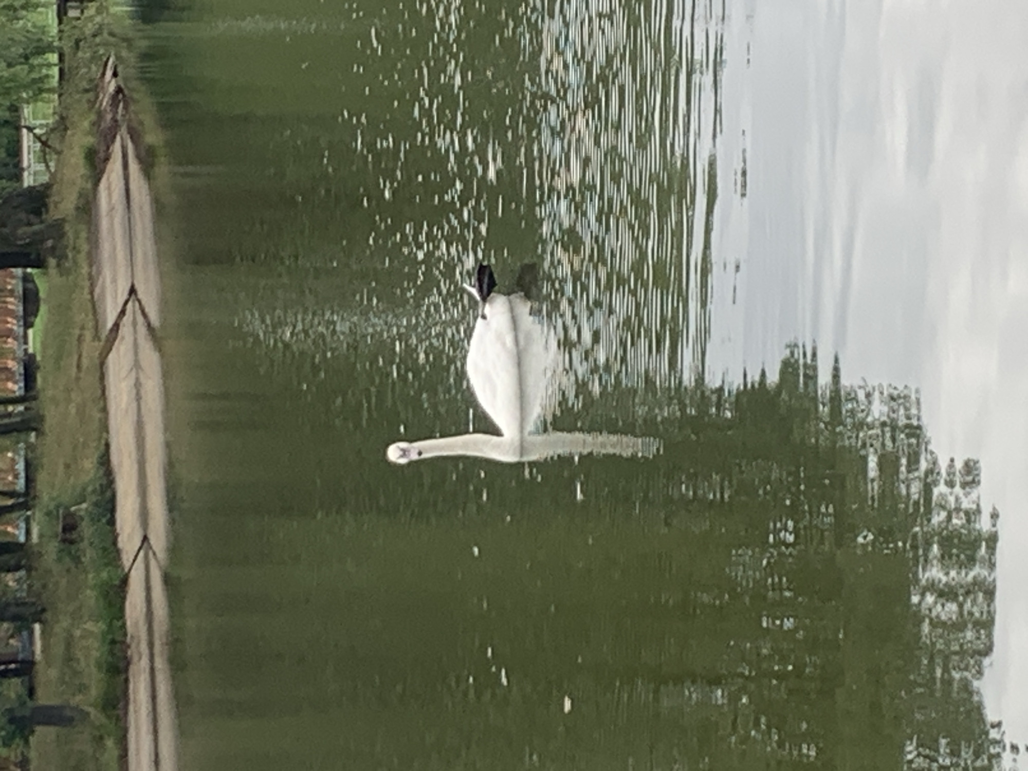 The image depicts a swan swimming in a body of water, likely a pond or lake, with a vegetated bank and trees in the background. The swan is white with a black beak and tail feather, and it is positioned in the right half of the frame, facing left. Its reflection is visible in the water. The water has ripples and reflections of the surrounding environment. The bank appears to be a man-made concrete structure with grass and trees on top. The overall scene is serene and natural. There is no indication of the city of Kolomyia, Ukraine, within the image itself.
