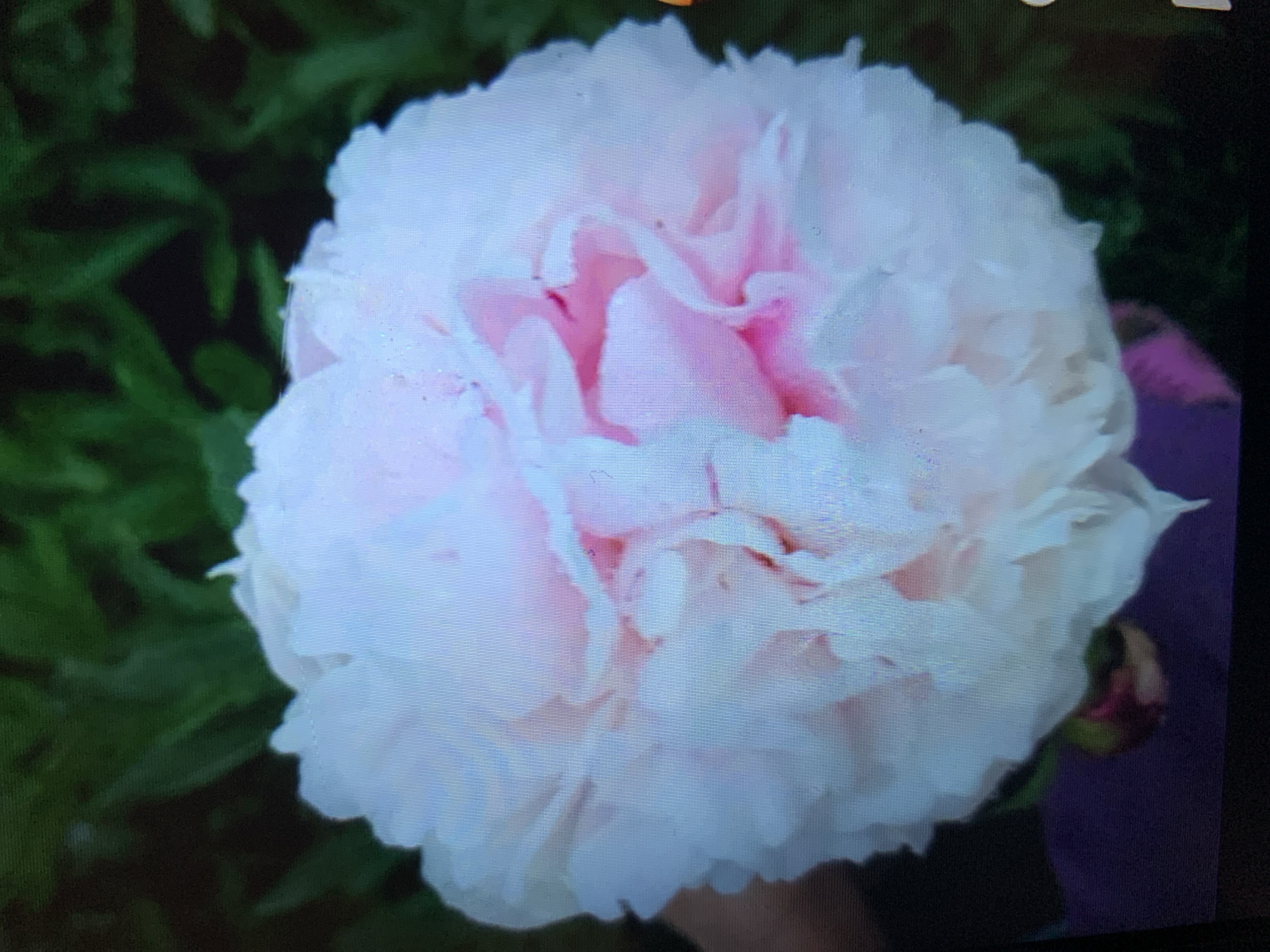 A close-up, eye-level, medium shot shows a large, light pink and white peony flower in full bloom against a blurred background of green foliage and a dark purple surface. The petals of the flower are densely layered and soft, with some darker pink highlights in the center. The overall impression is one of softness and delicate beauty. The image does not contain any information that would allow for the identification of a specific location in Lymanka, Ukraine.