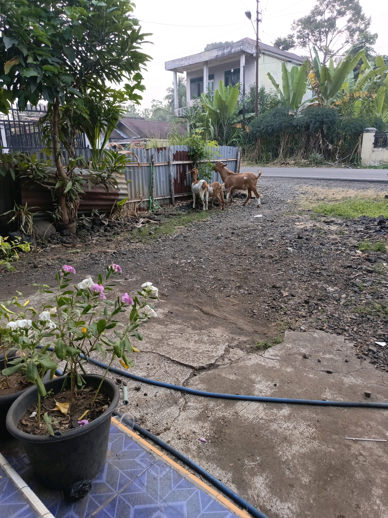 A static, eye-level outdoor shot captures a yard with gravel, concrete, and a paved road. A brown goat with white markings stands to the right, while two smaller goats, one white and one brown and white, are to its left. In the foreground, a potted plant with pink and white flowers sits on cracked concrete. Behind the goats, a corrugated metal fence borders a property with a two-story house and lush vegetation. The sky is overcast. The scene is likely in Ulak Tanding, Indonesia.