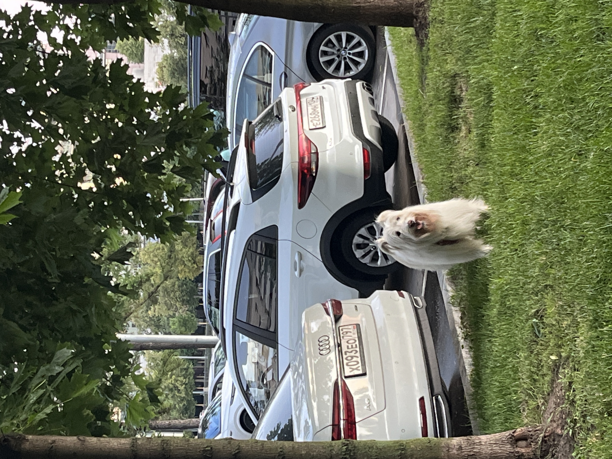 A small, fluffy white dog with brown eyes is looking forward, its mouth slightly open. The dog is positioned on the right side of the image, near a patch of green grass. Behind the dog, several white cars are parked in a row. The cars are modern, with clean lines and visible license plates. One car in the foreground has the license plate "X093EO797". The license plates on the other cars are partially visible and appear to be in Cyrillic script. Trees with green leaves frame the left and bottom edges of the image, suggesting an outdoor setting. The lighting appears to be daylight, and the weather seems to be pleasant, with the grass looking lush and green. The scene is likely a parking lot or street in Moscow, Russia, given the license plate format. The dog's expression is alert and curious.