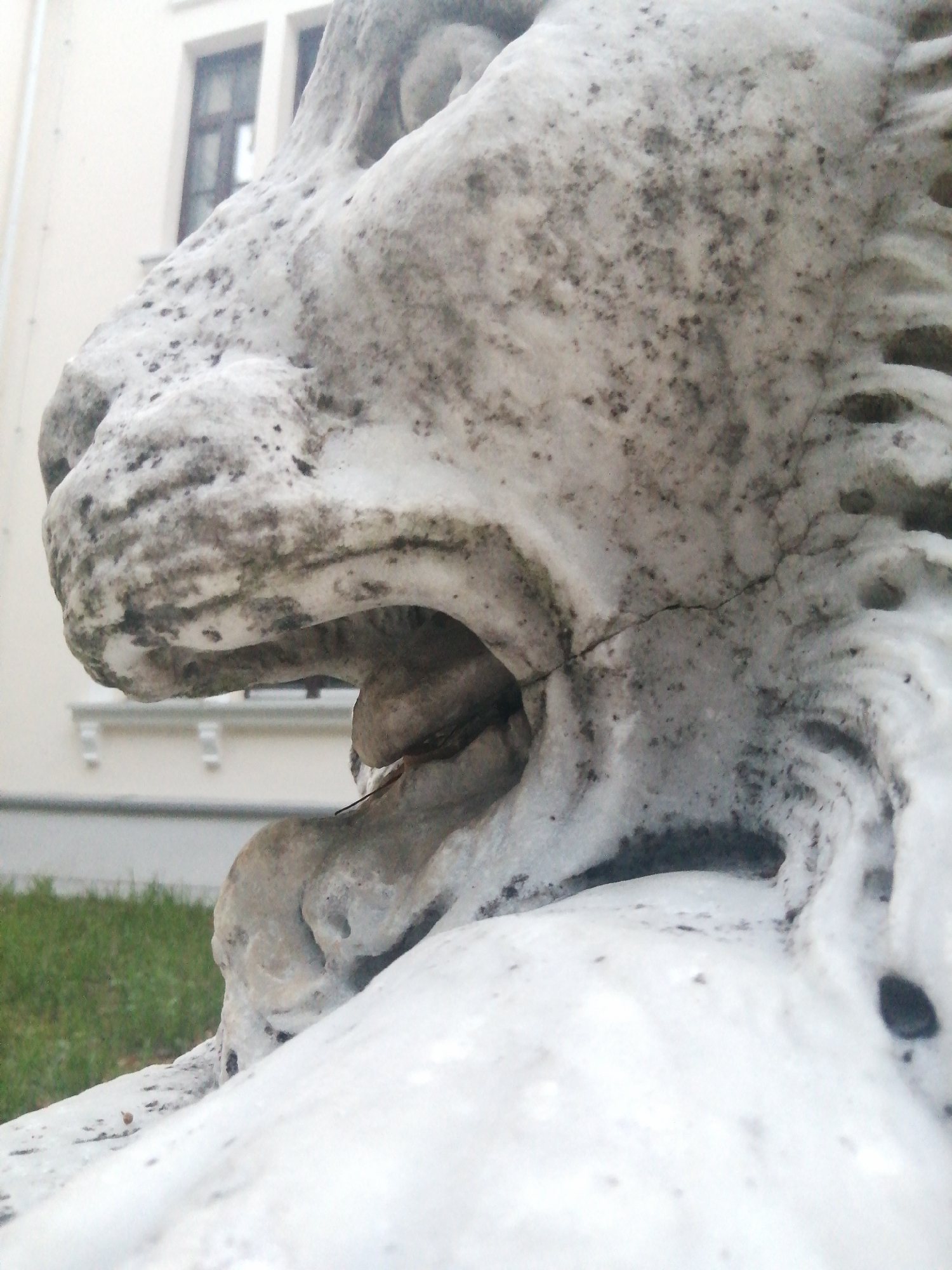 This media file is a close-up, low-angle shot of a weathered stone sculpture of a lion's head, focusing on its open mouth and partially visible mane. The sculpture is made of a light-colored stone, likely marble or granite, with significant signs of age and weathering. Darker patches and a cracked surface are visible on the stone, indicating exposure to the elements over time.

The background is softly blurred, but it suggests an outdoor setting. To the left, a building with a pale facade and a dark-framed window can be seen, indicating an urban or park environment. A strip of green grass runs along the bottom left of the frame.

The time of day appears to be daytime, but the lighting is somewhat muted, possibly suggesting an overcast or cloudy day. No people are visible in the frame, and the sculpture itself is the sole prominent subject. There are no visible text elements in the image. The overall impression is one of ancient artistry enduring through time, with the lion's open mouth creating a slightly dramatic or powerful visual. The focus on the texture and imperfections of the stone adds to its historical feel.