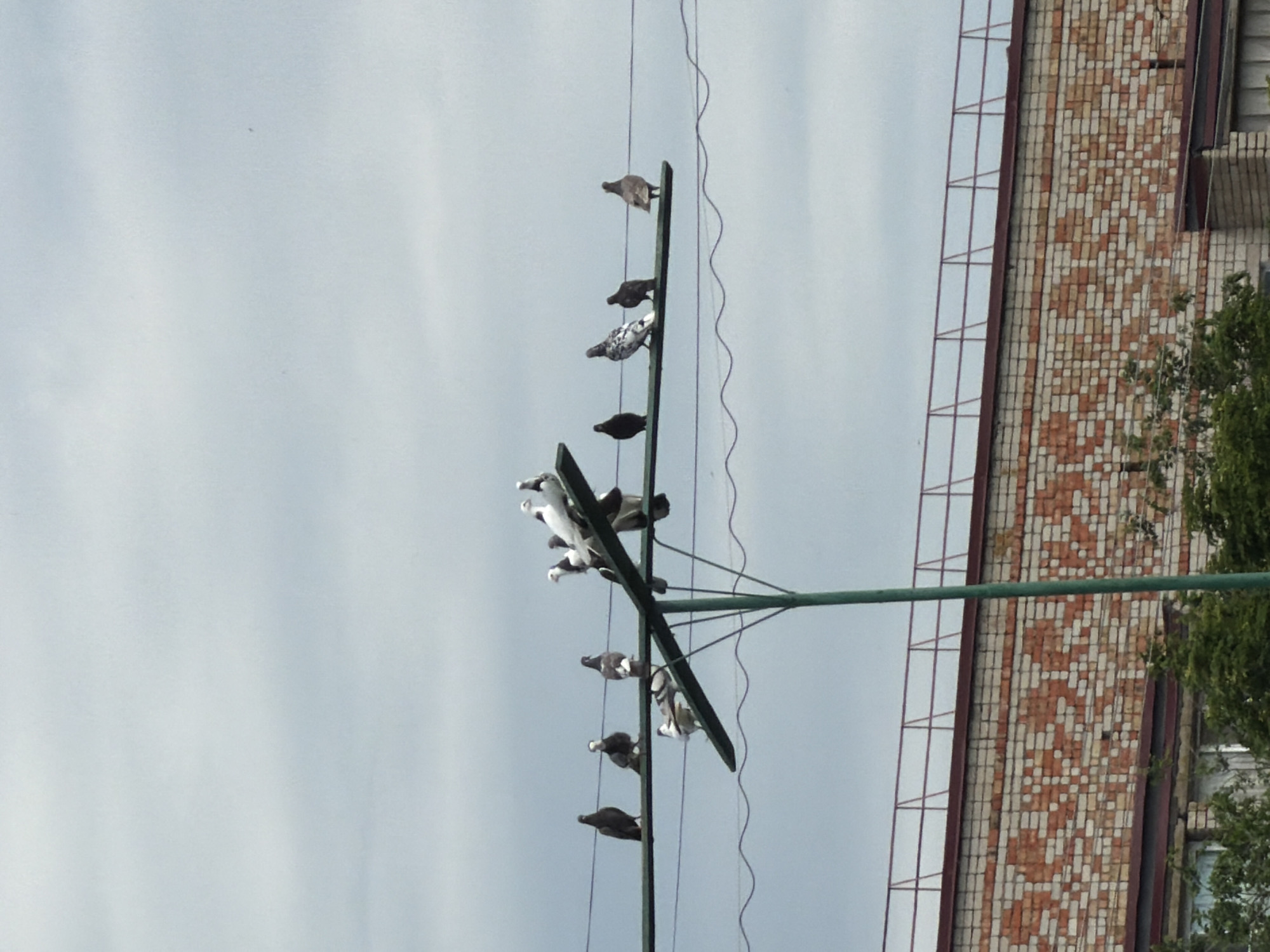 In Leningradskaya, Russia, a flock of pigeons is perched on a series of wires stretched across a blue, cloudy sky. The pigeons, varying in color from black to white and speckled grey, are distributed across several horizontal wires, with some closer to the foreground and others further back. One prominent wire is supported by a green pole that extends vertically through the frame. Below the wires and pigeons, the top of a brick building is visible. The building features a repeating pattern of white and reddish-brown bricks. A metal railing runs along the top edge of the building. Trees and foliage are visible peeking out from below the building. The overall scene depicts a common urban environment with wildlife interacting with man-made structures.